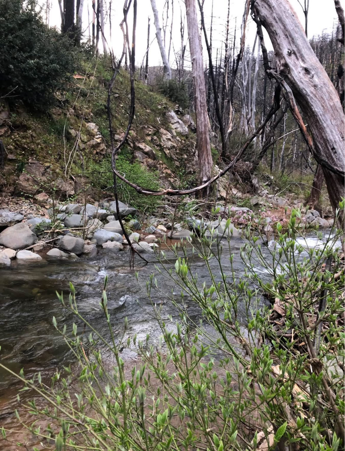 Lakehead Creek Retreat