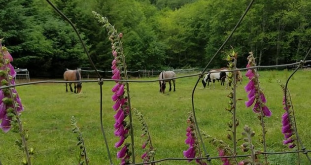 LBC Farm & Horse Camp