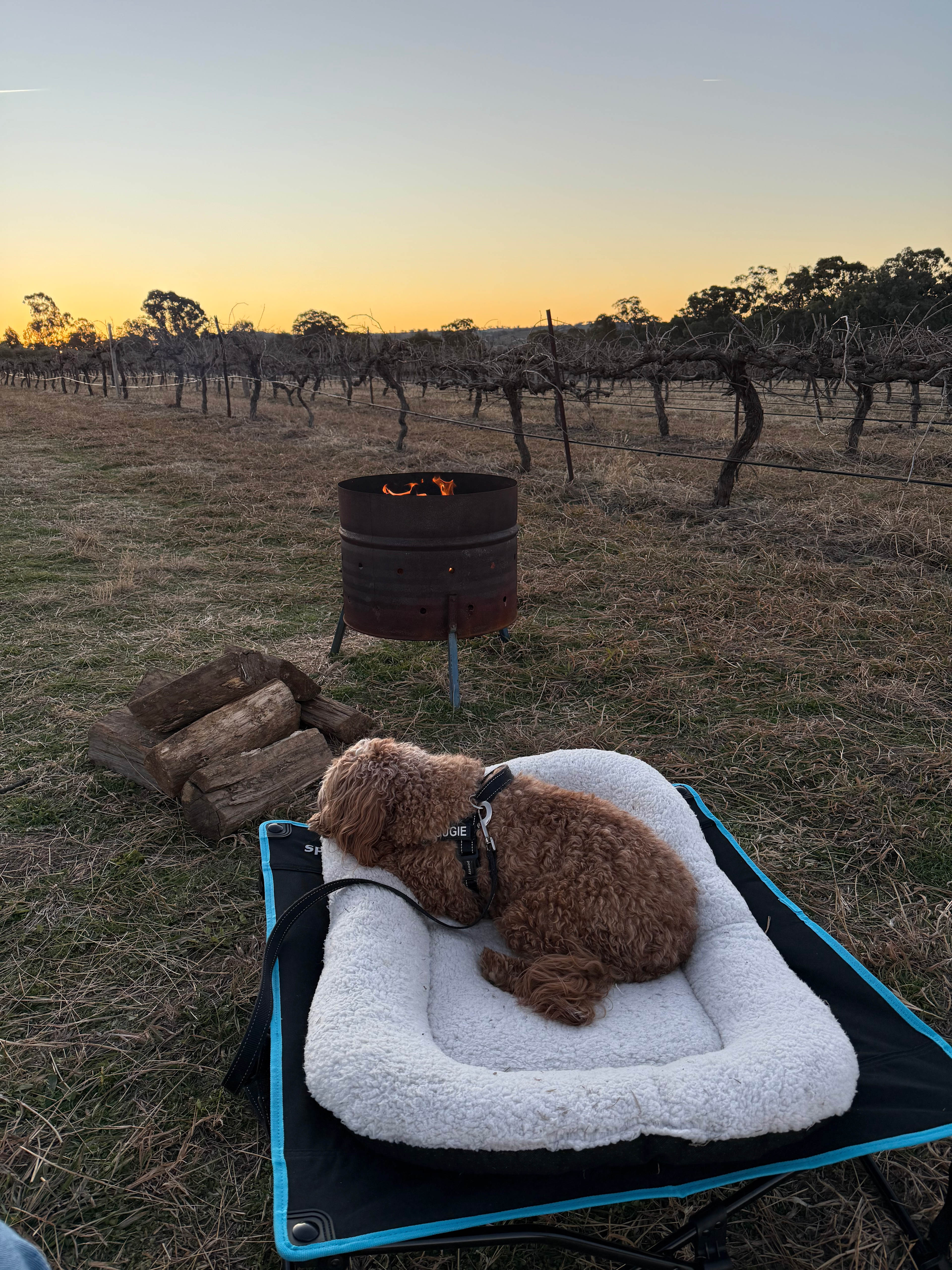 Vans in the Vines Mudgee
