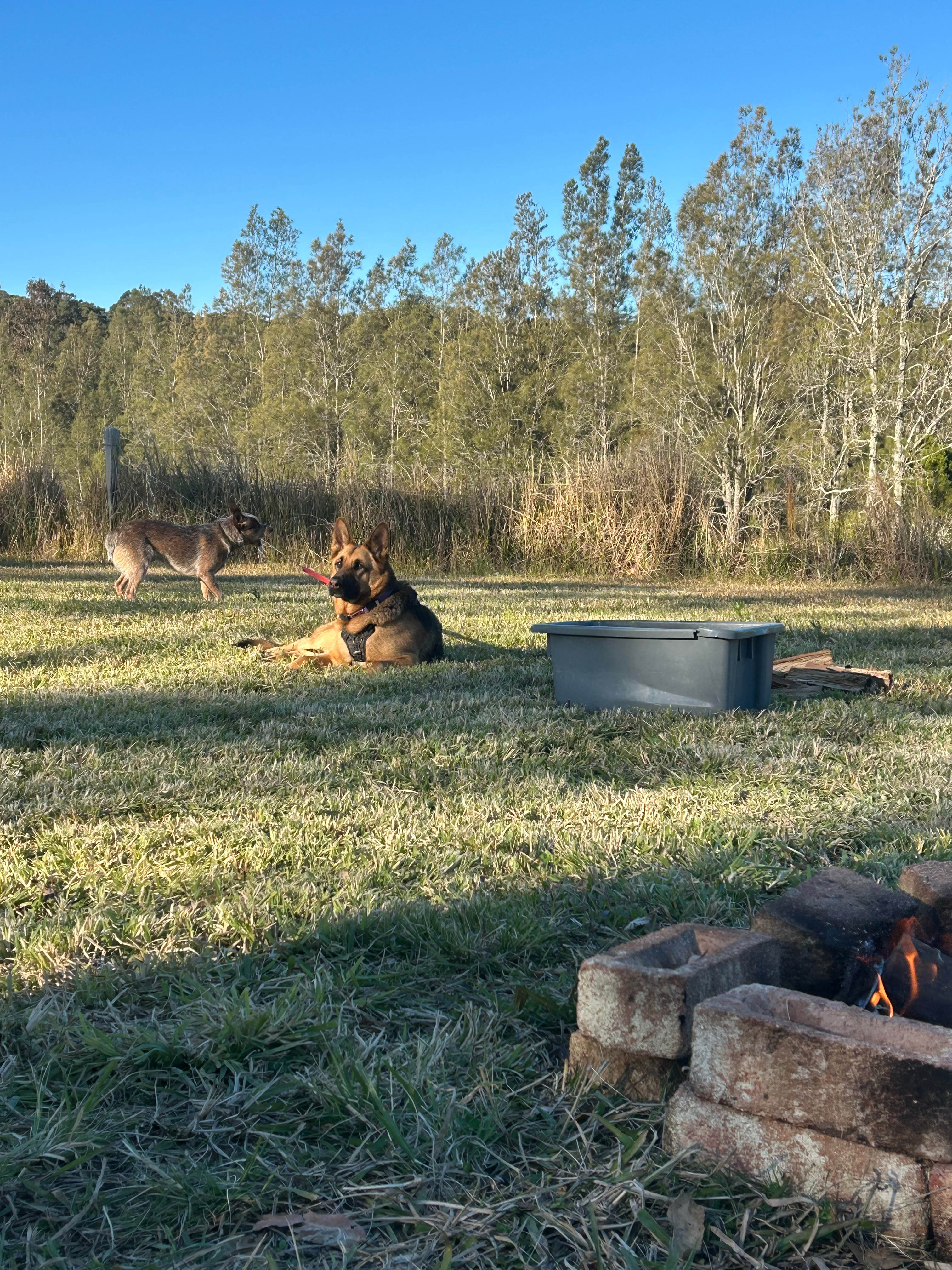 Camp Topi Power 5G Dogs