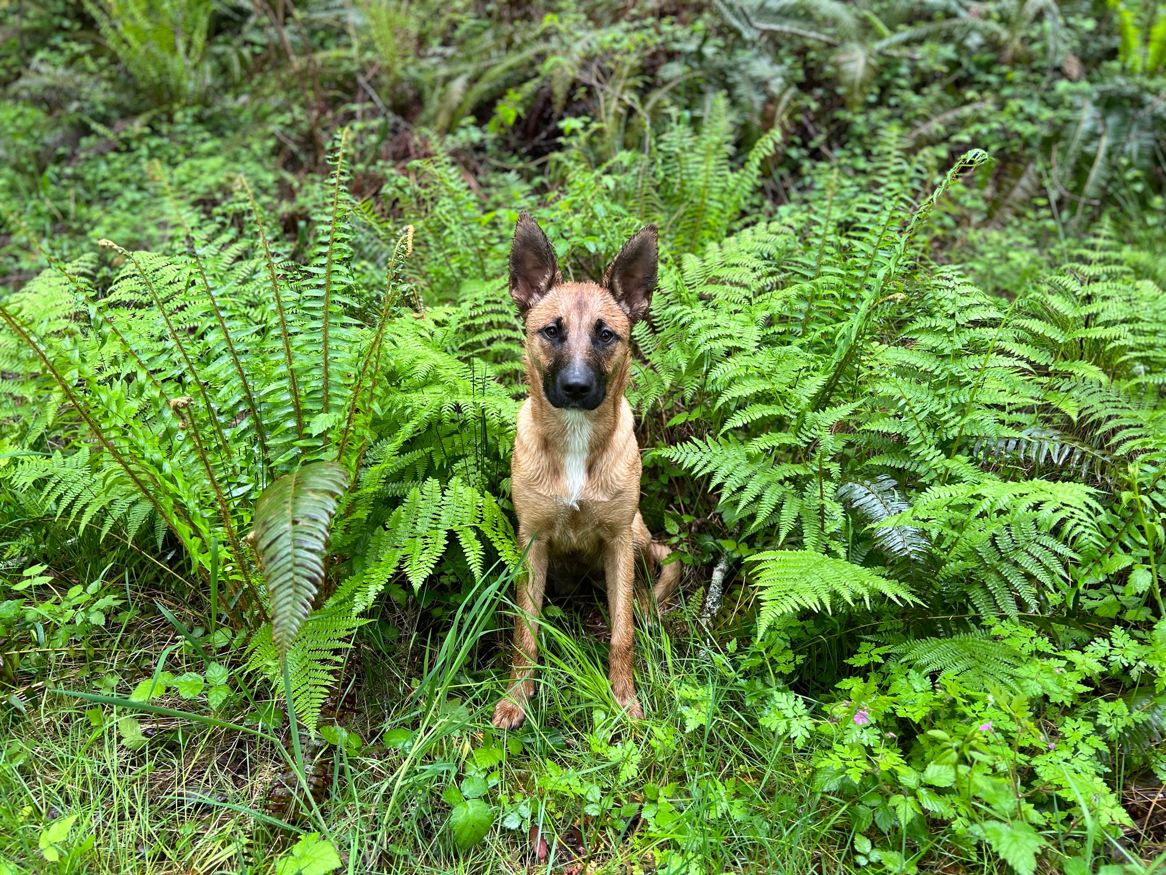 Hood Canal Acres