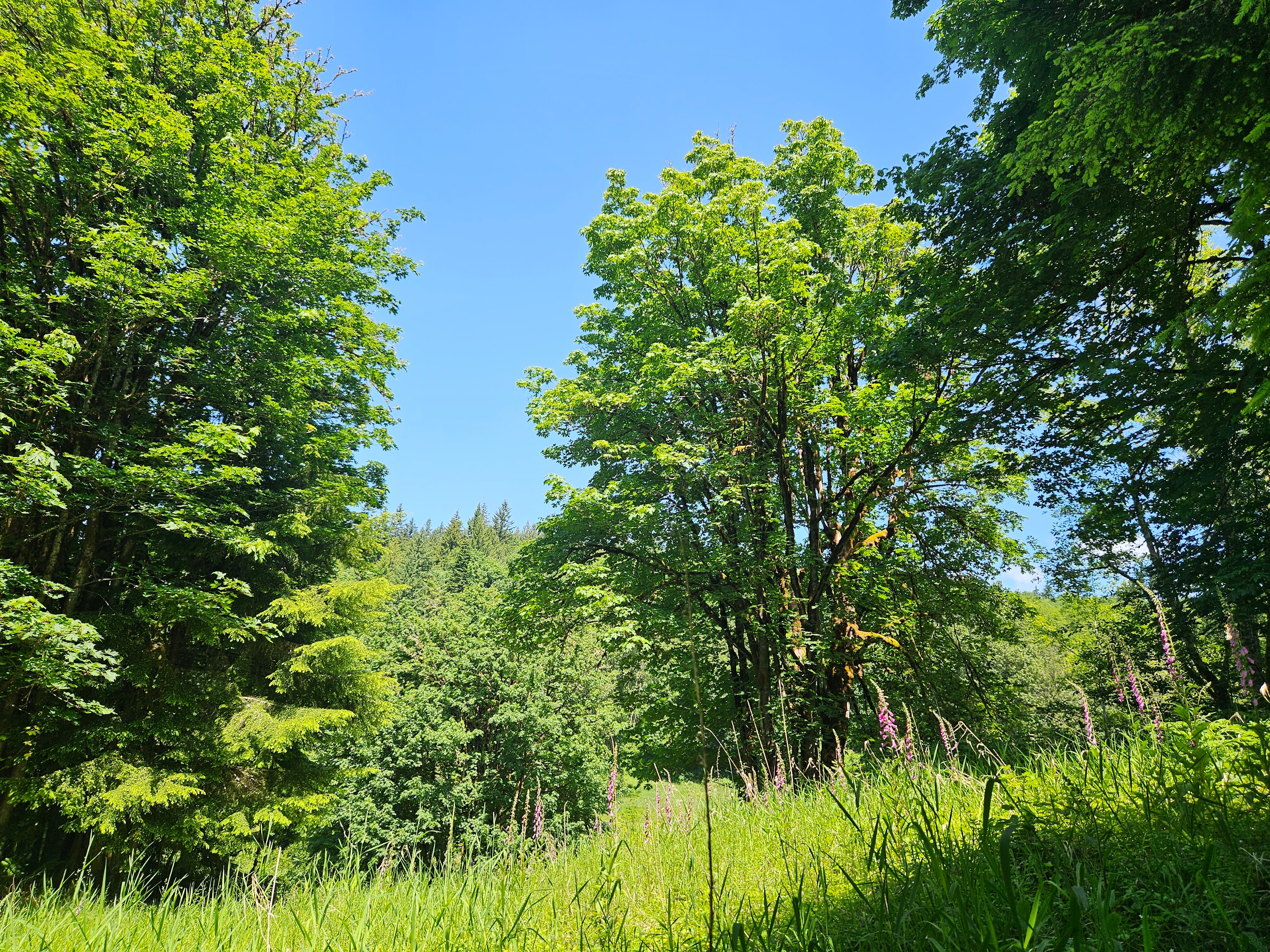 Healtop Forest Haven camp