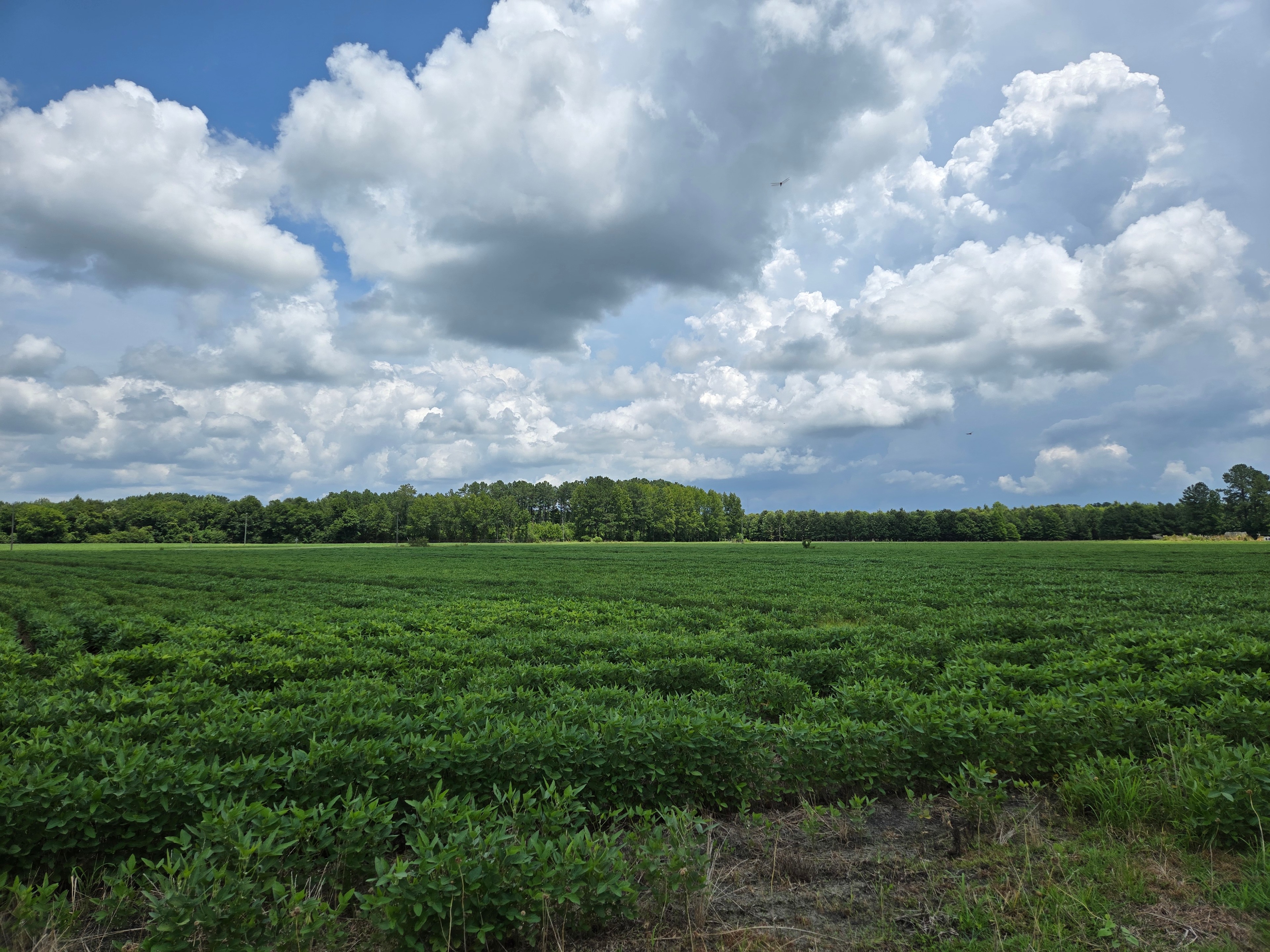 Three Pecans Farm