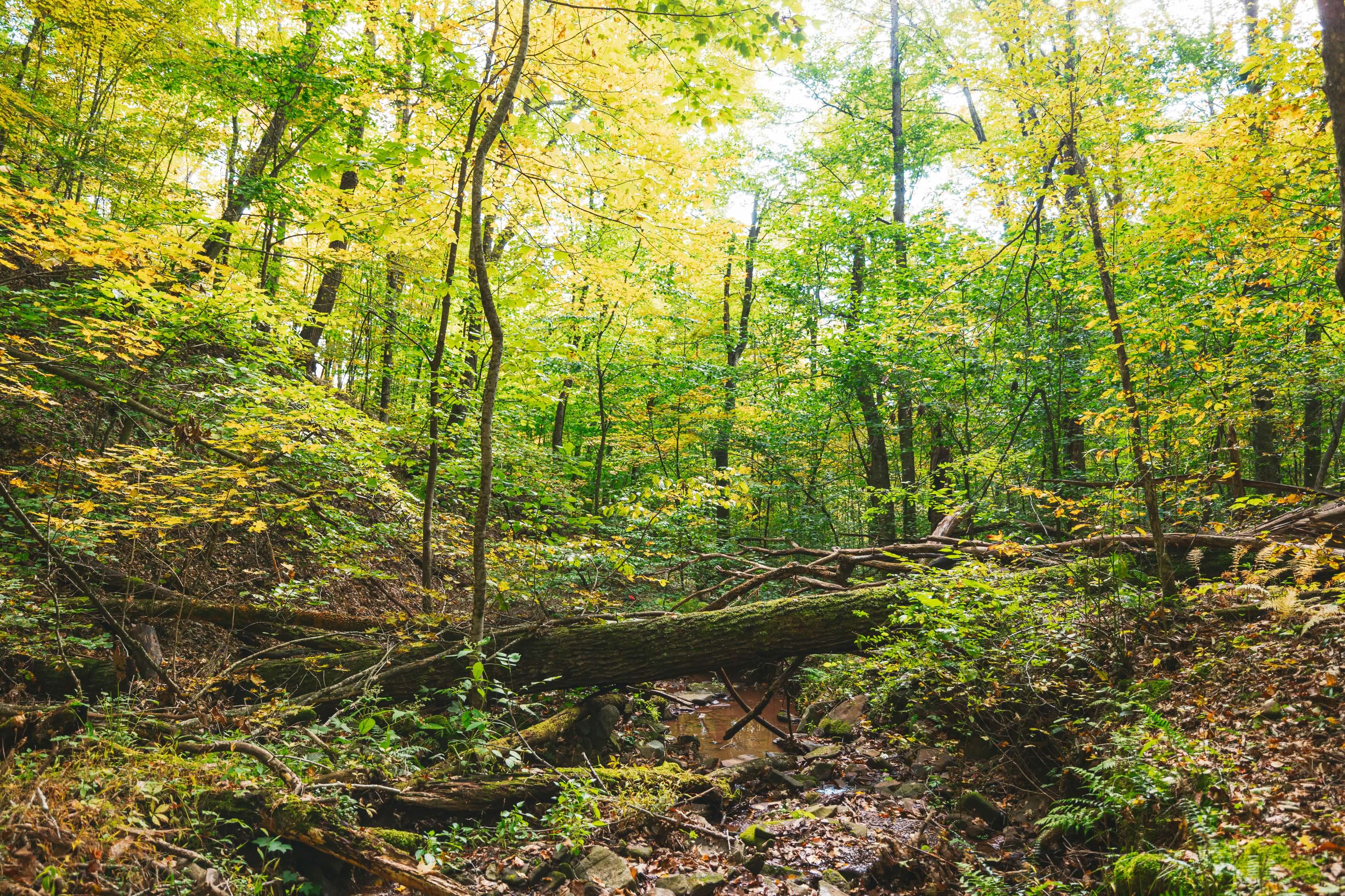 Yew Mountain Center