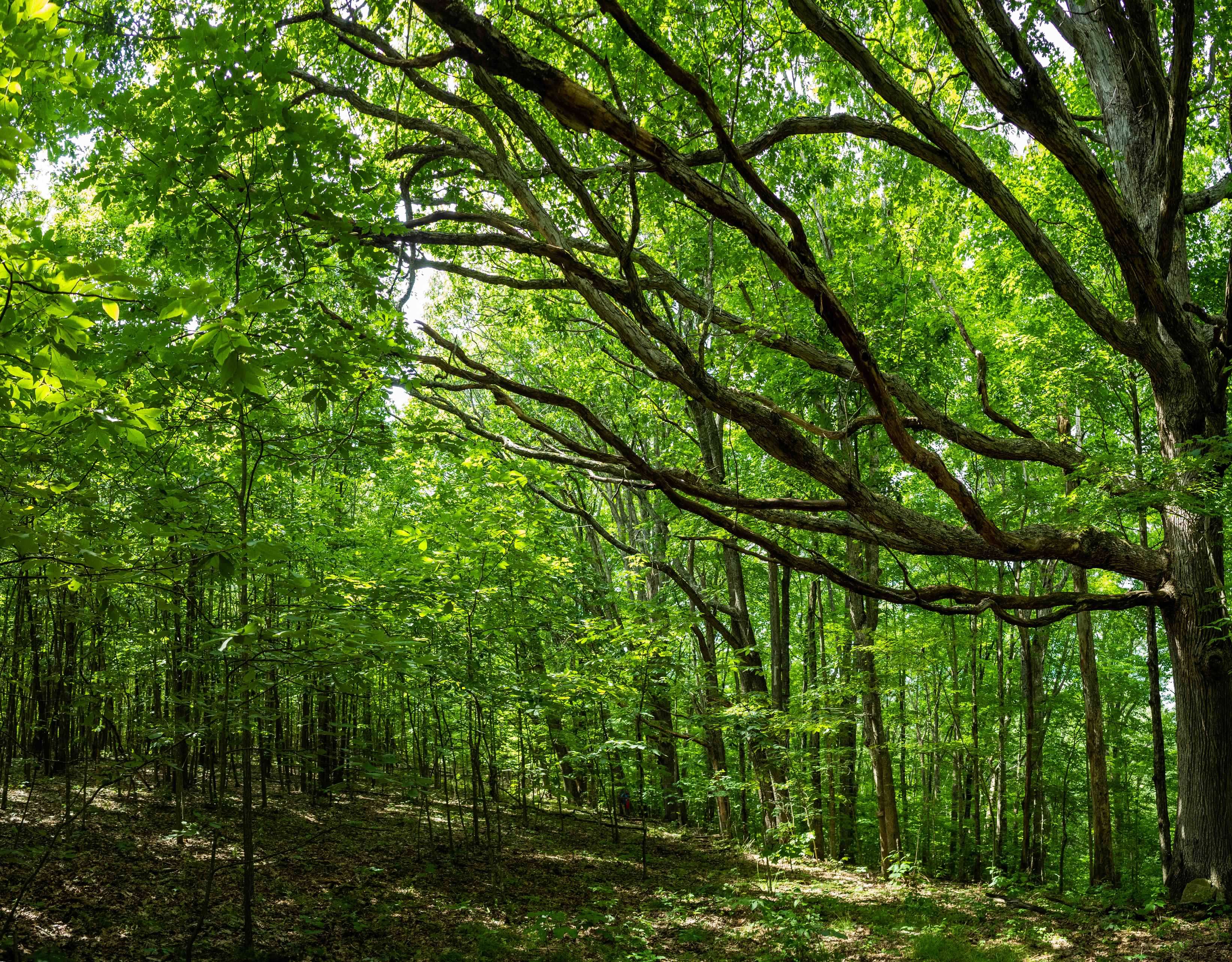 The Yew Mountain Center a nature sanctuary with multiple lodging options. 