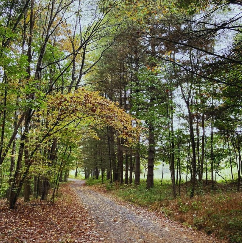 The Yew Mountain Center