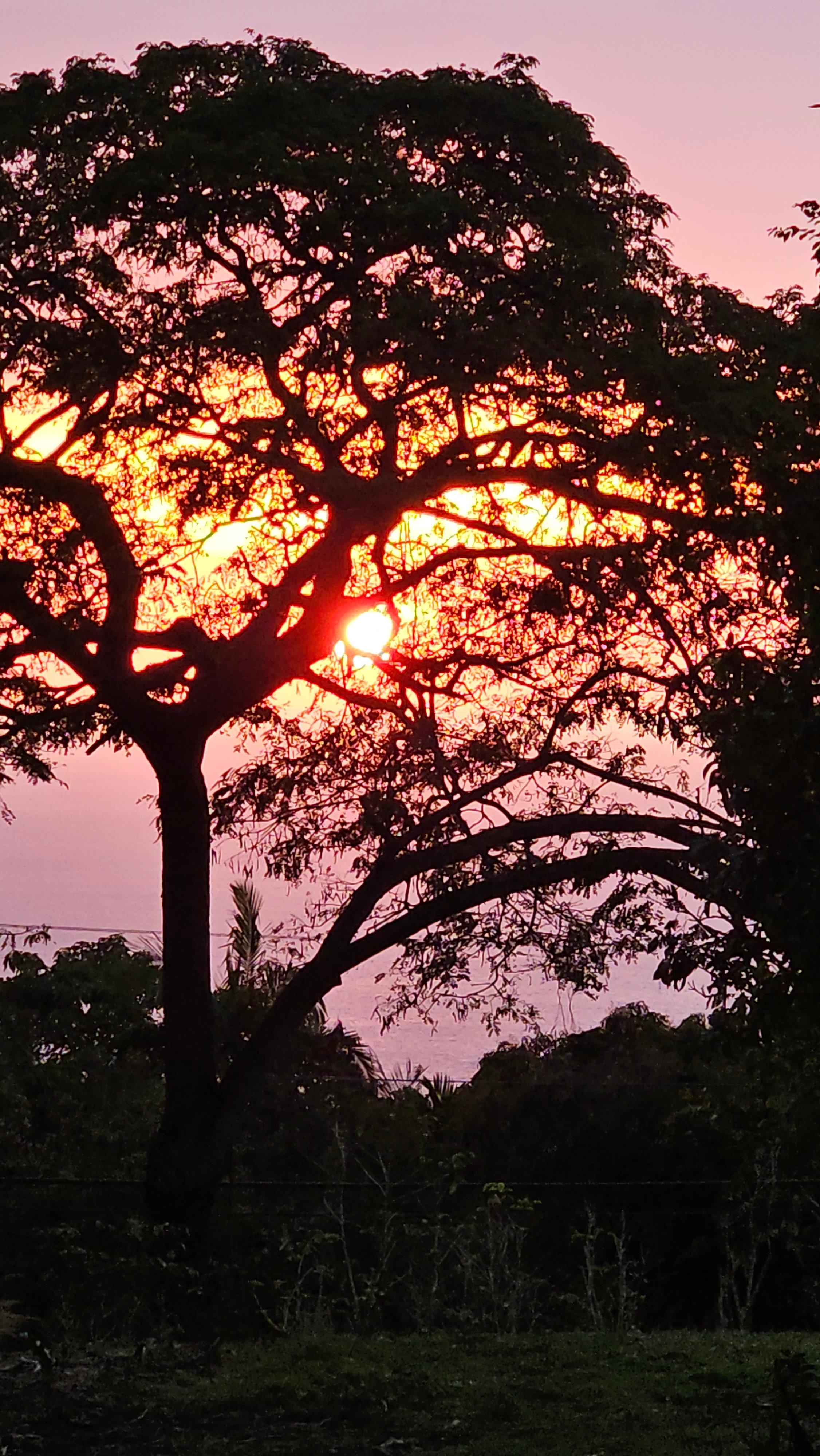 Kona Coffee Sunset treehouse YURT