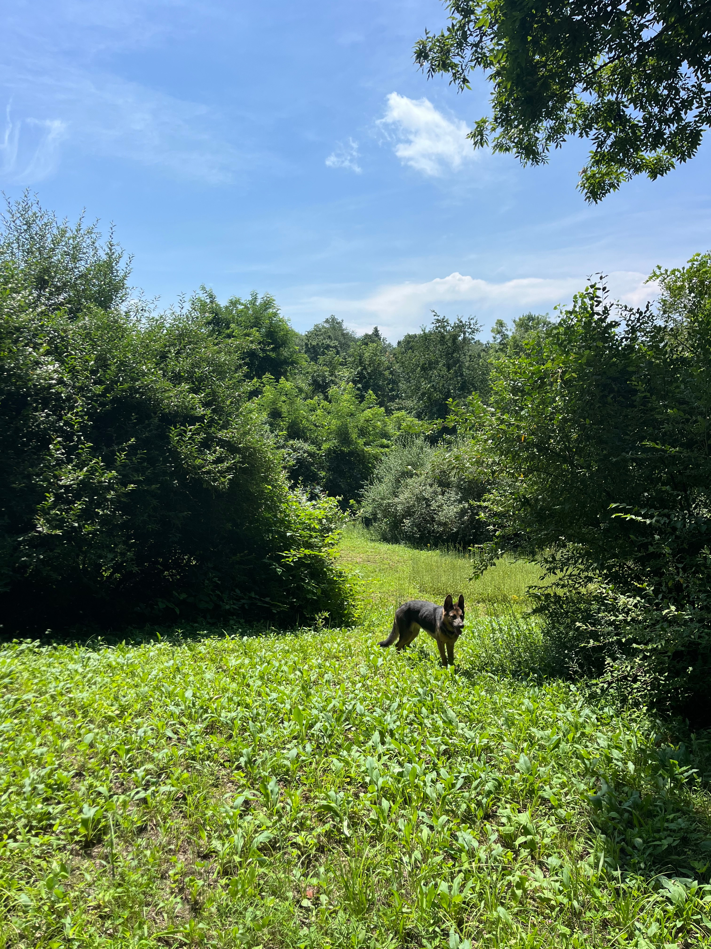 Secluded Acres Tent Retreat