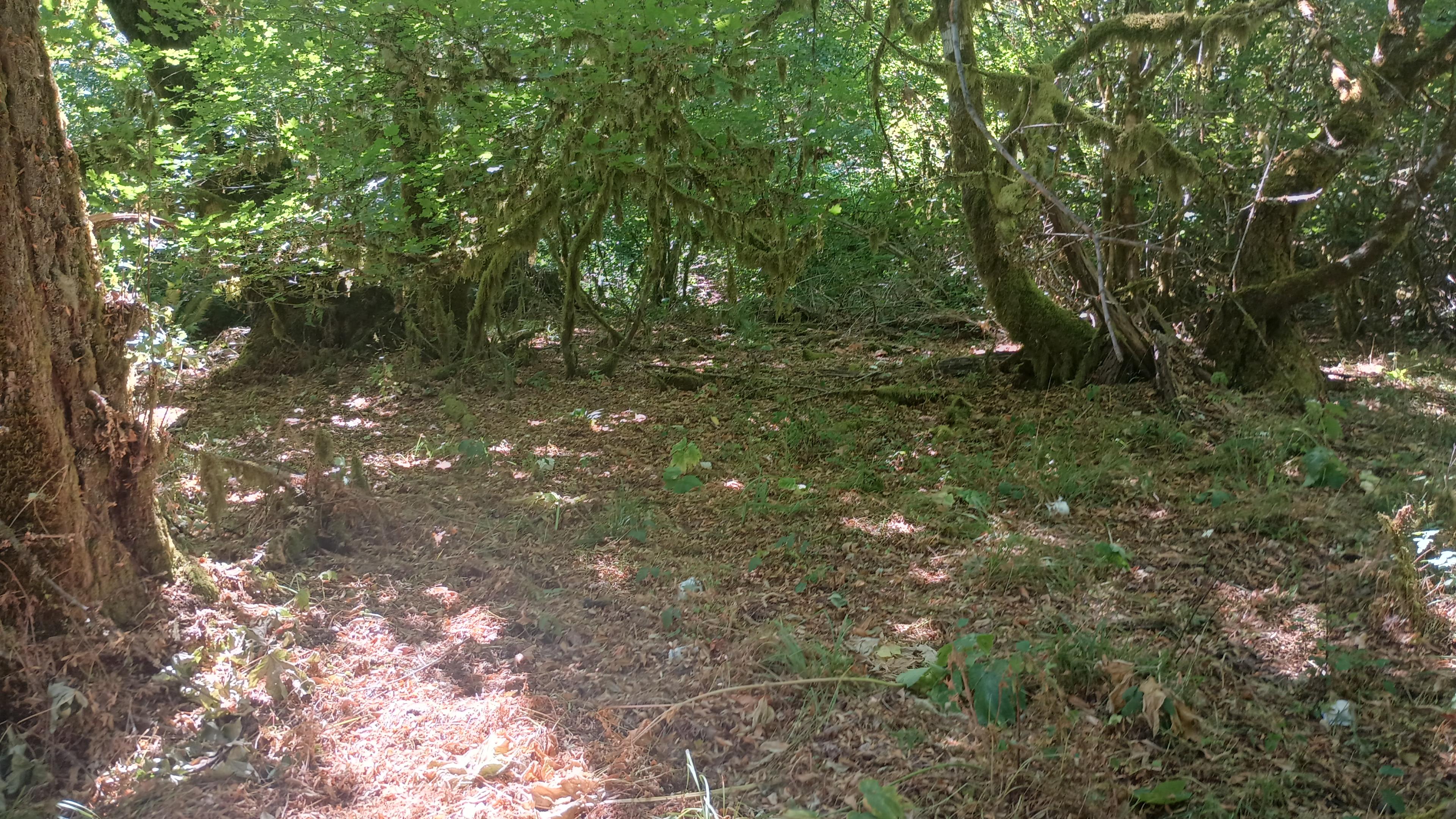Forested Refuge @ Marley's Crossing