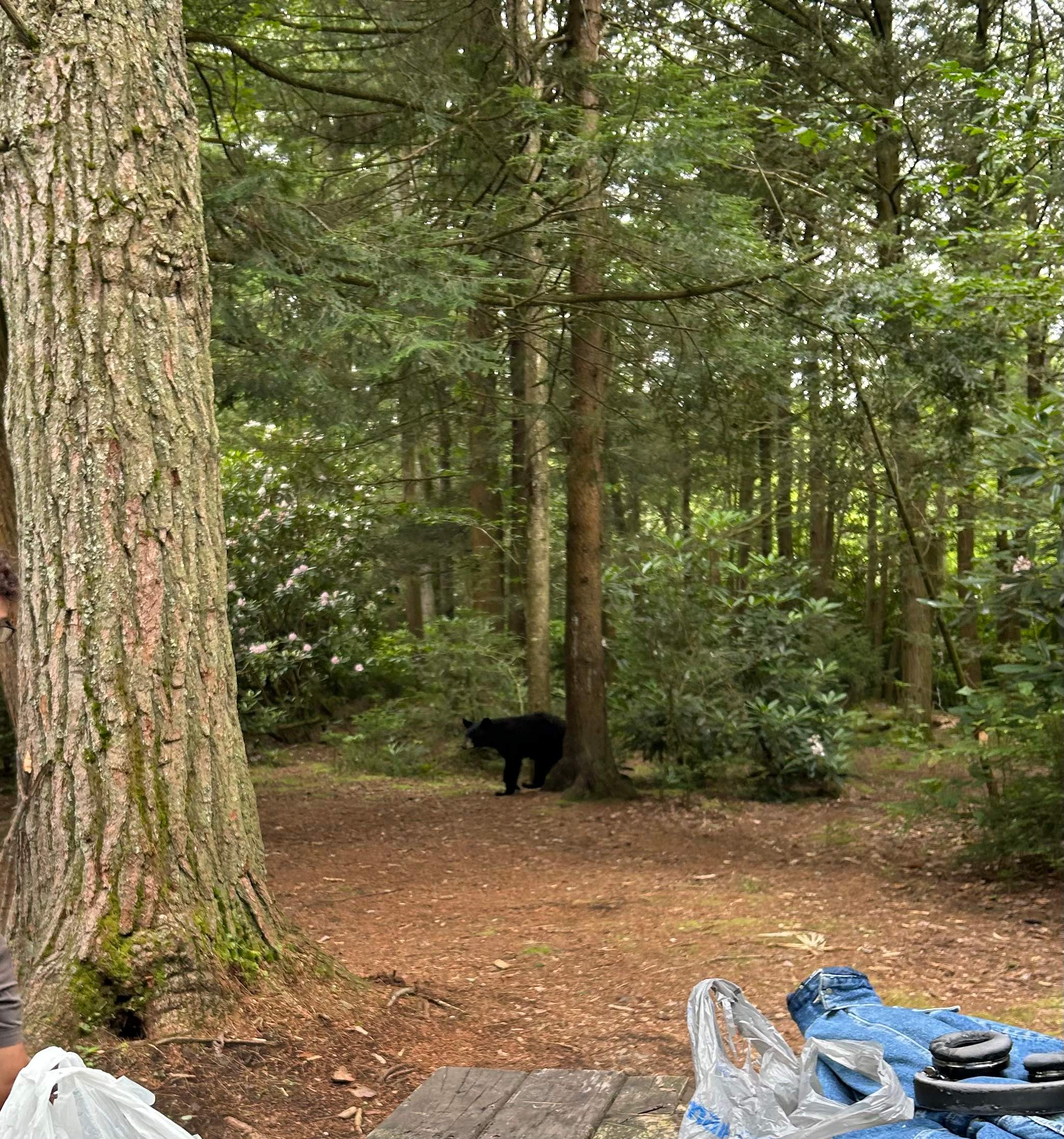 Gifford Pinchot State Park Campground