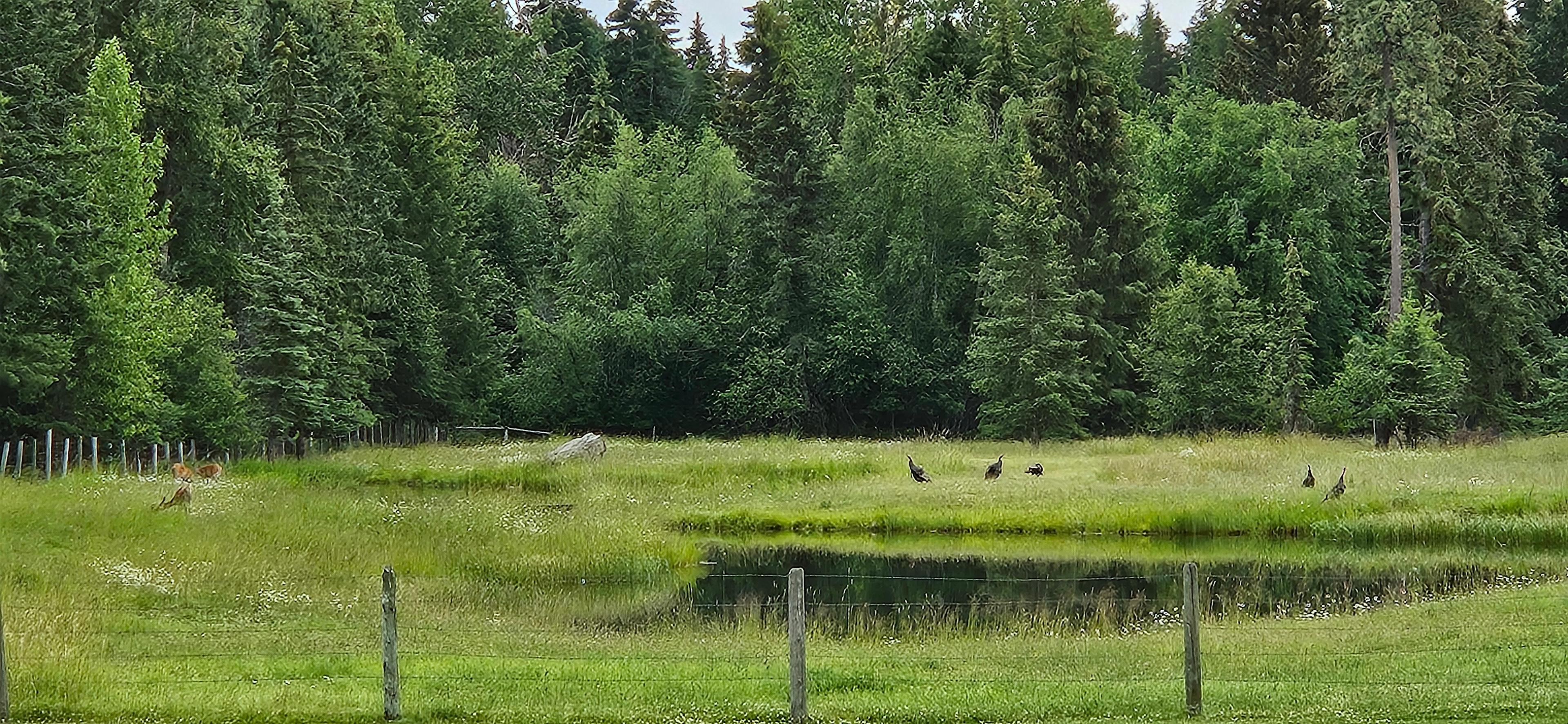 Private 10 acres in the country