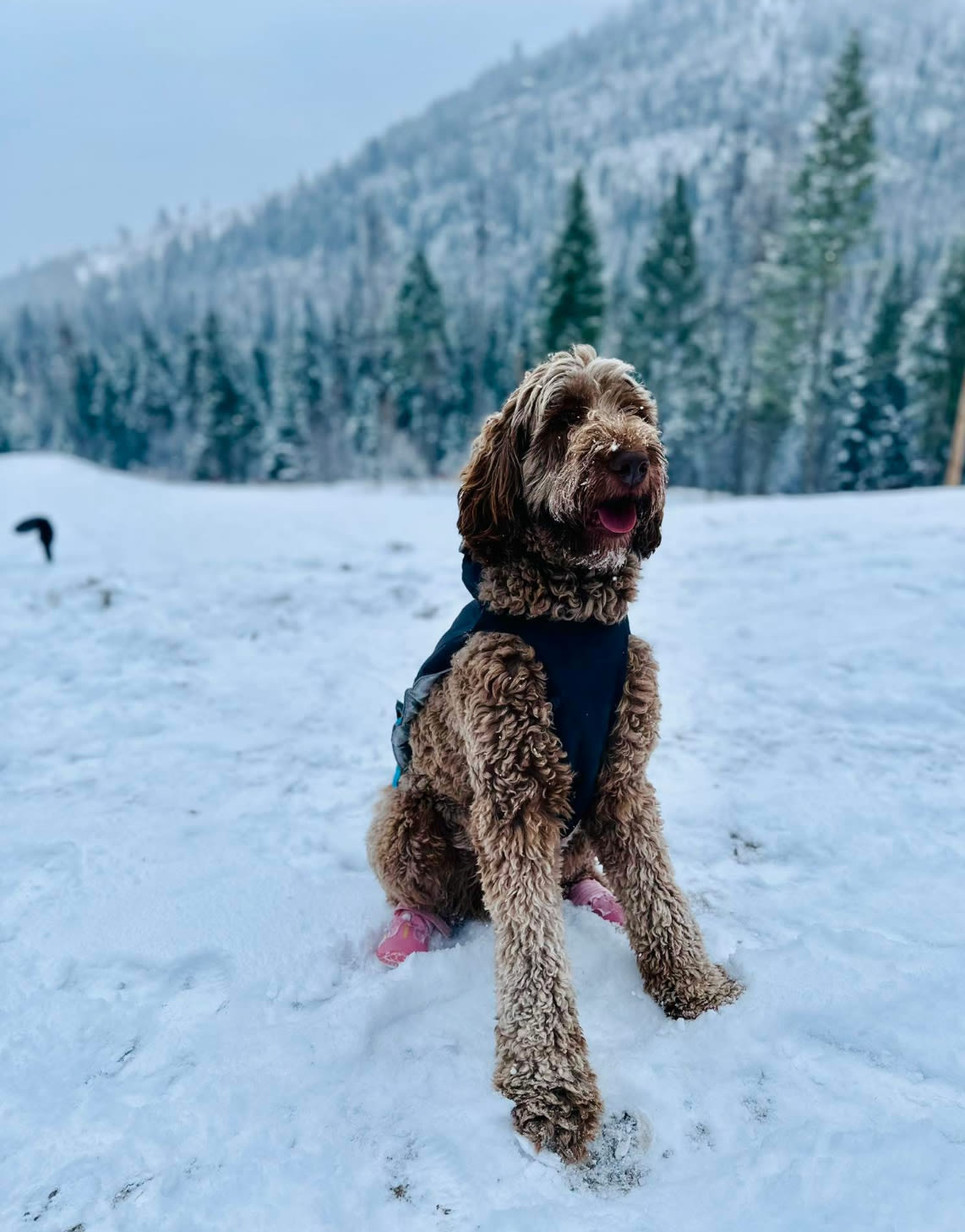 This is our dog Sugar! 