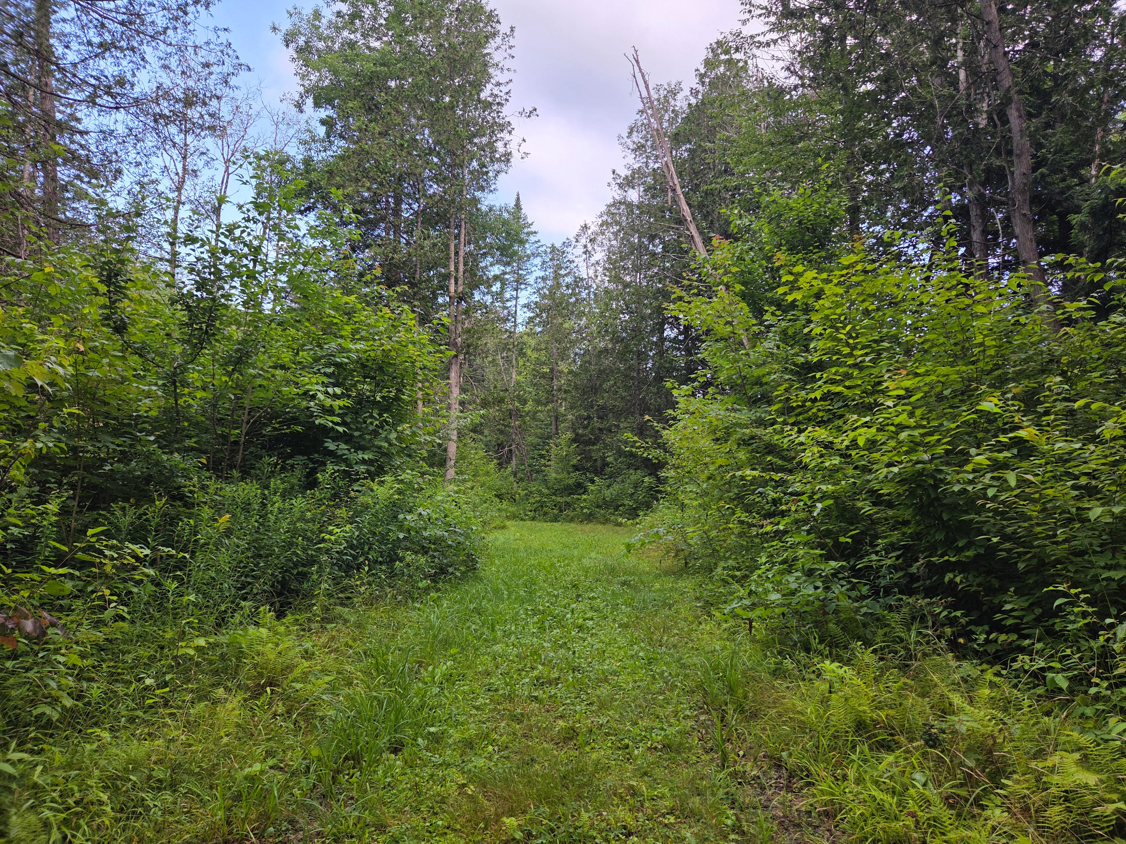 VTXL Wooded Brookside Camping