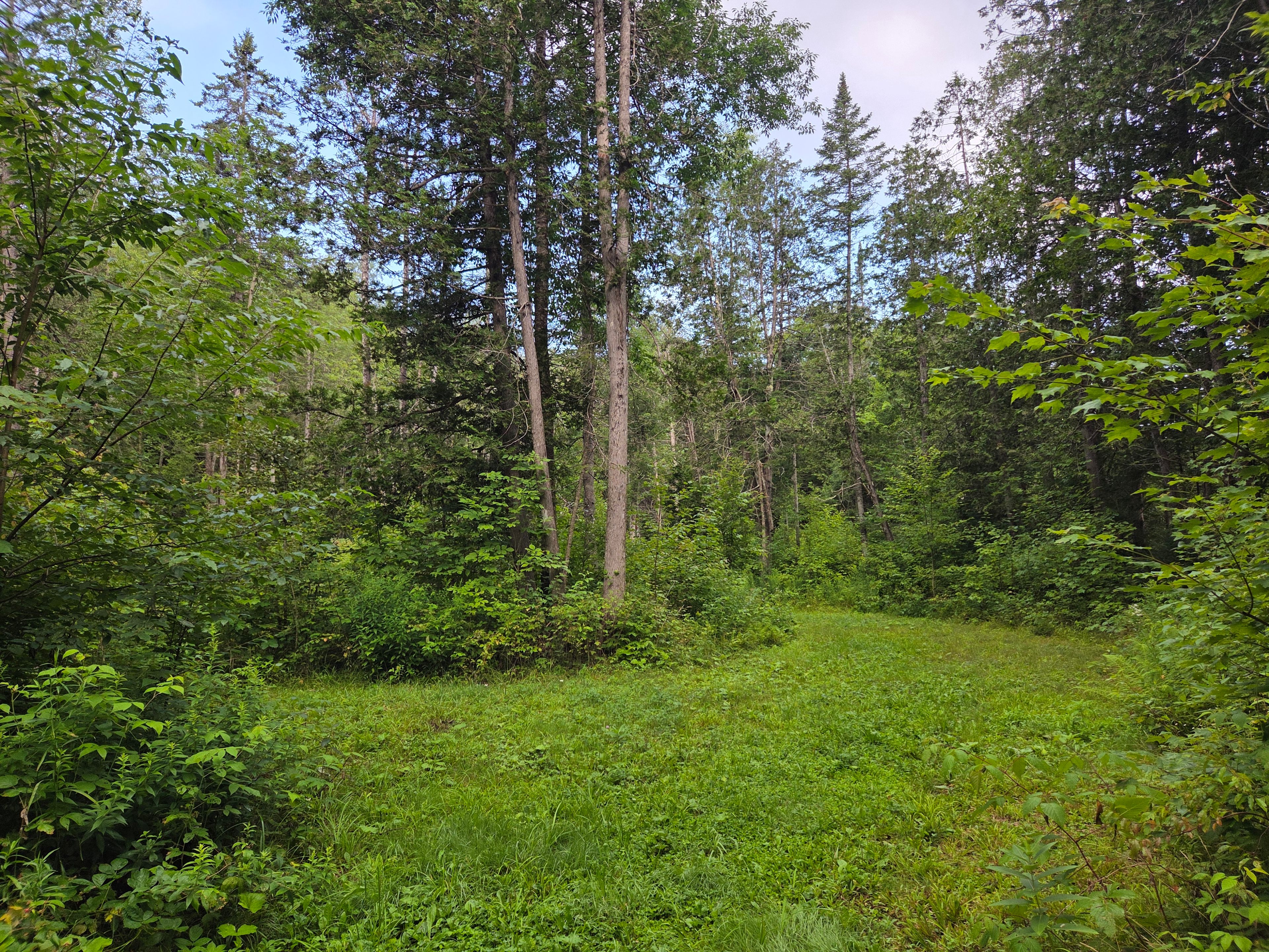 VTXL Wooded Brookside Camping