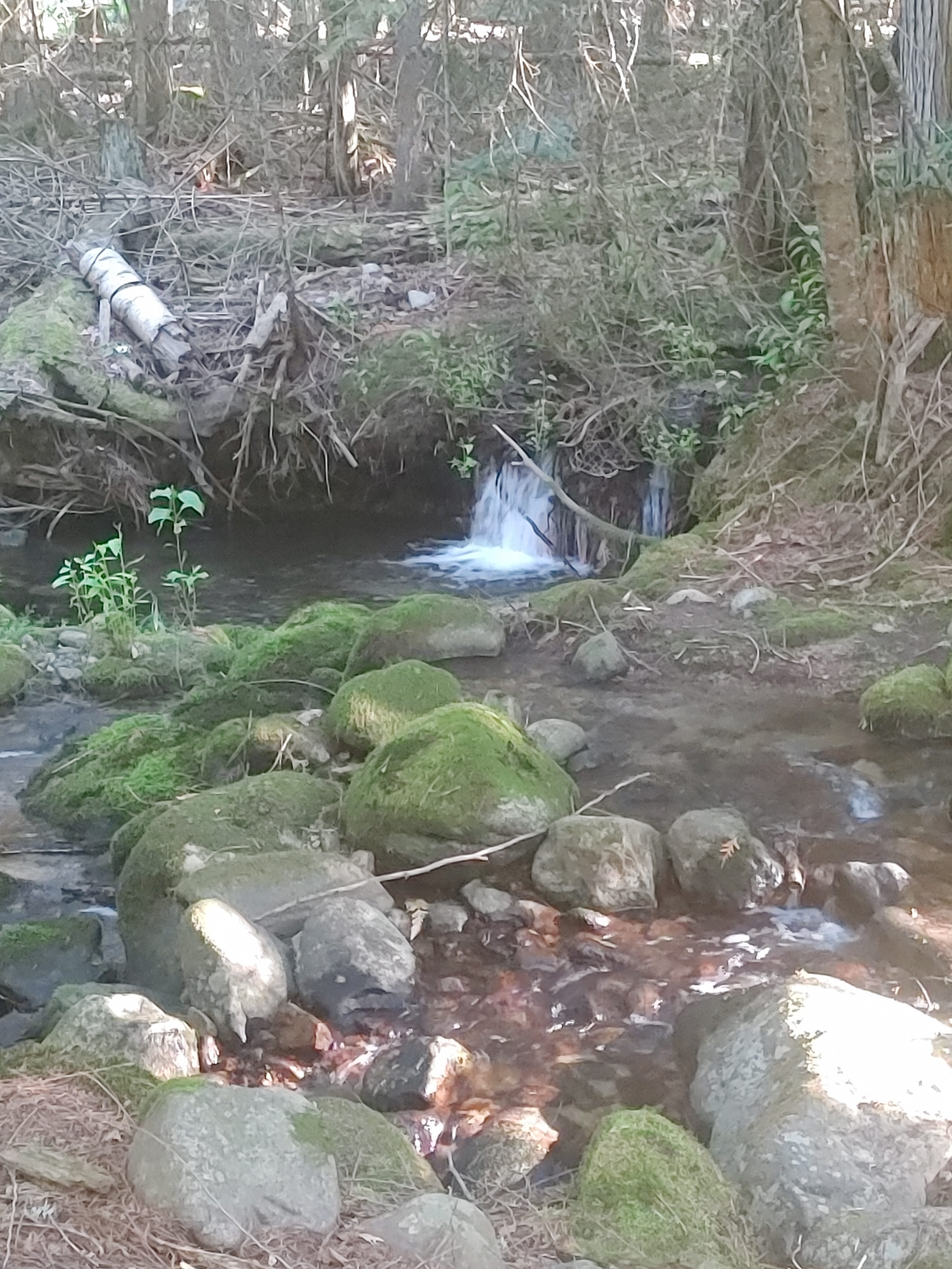 Base Camp on Trout Creek