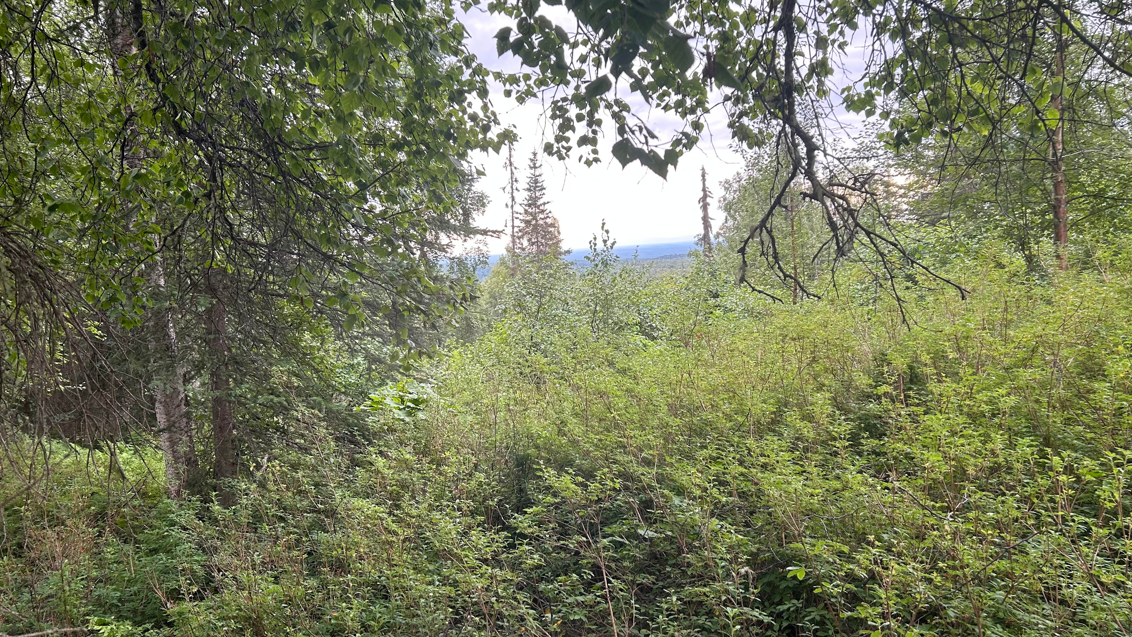 Susitna (Sleeping Lady) Mountain 