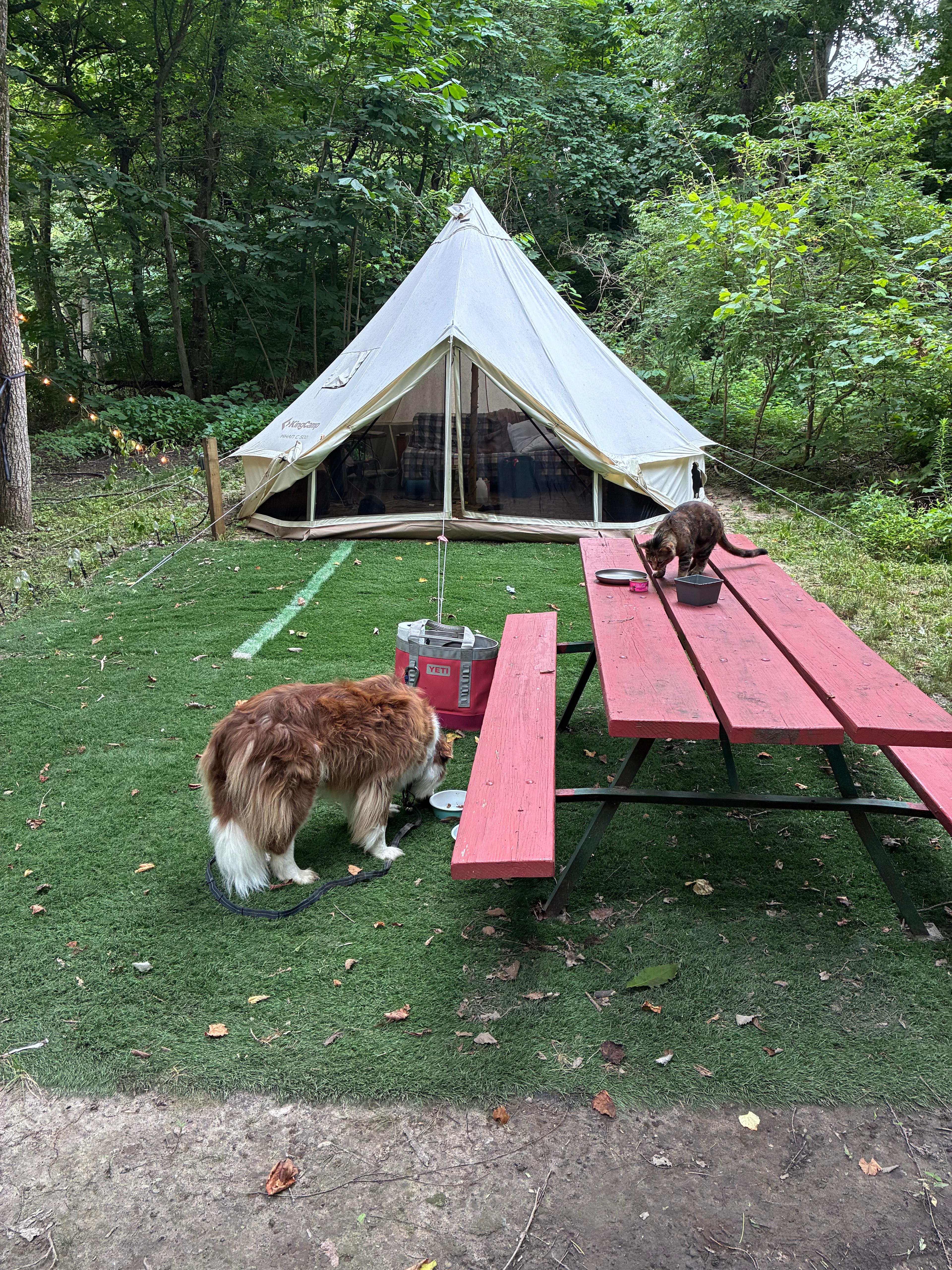 Sweet aMinals at the campsite. 