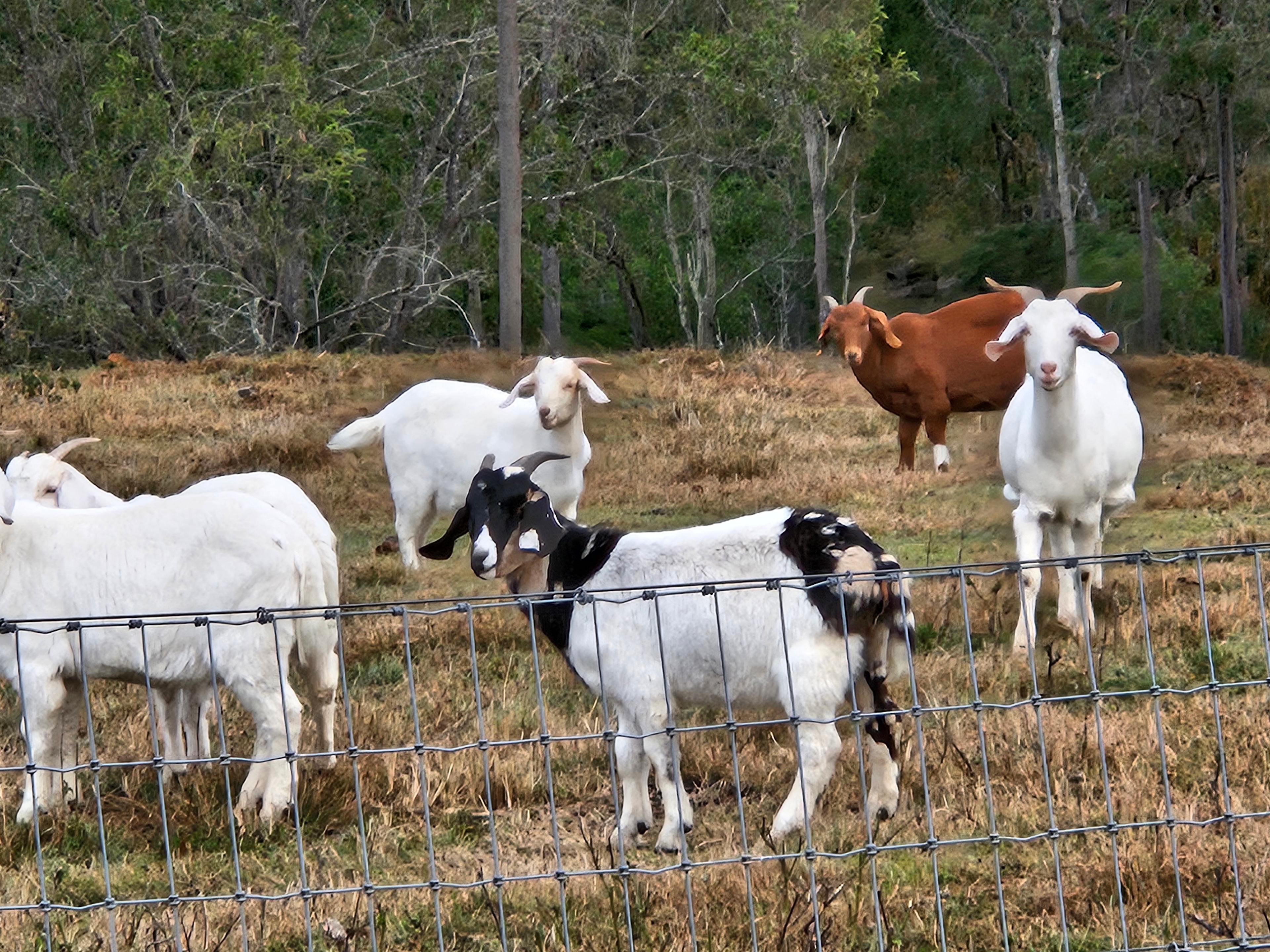 The Goat Farm