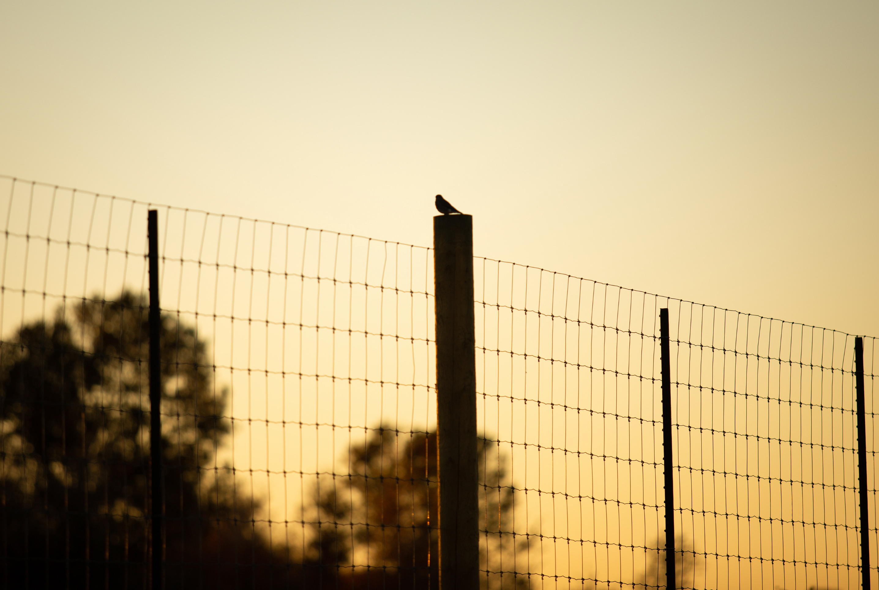 Coyote Mountain, Crestone Open Sky