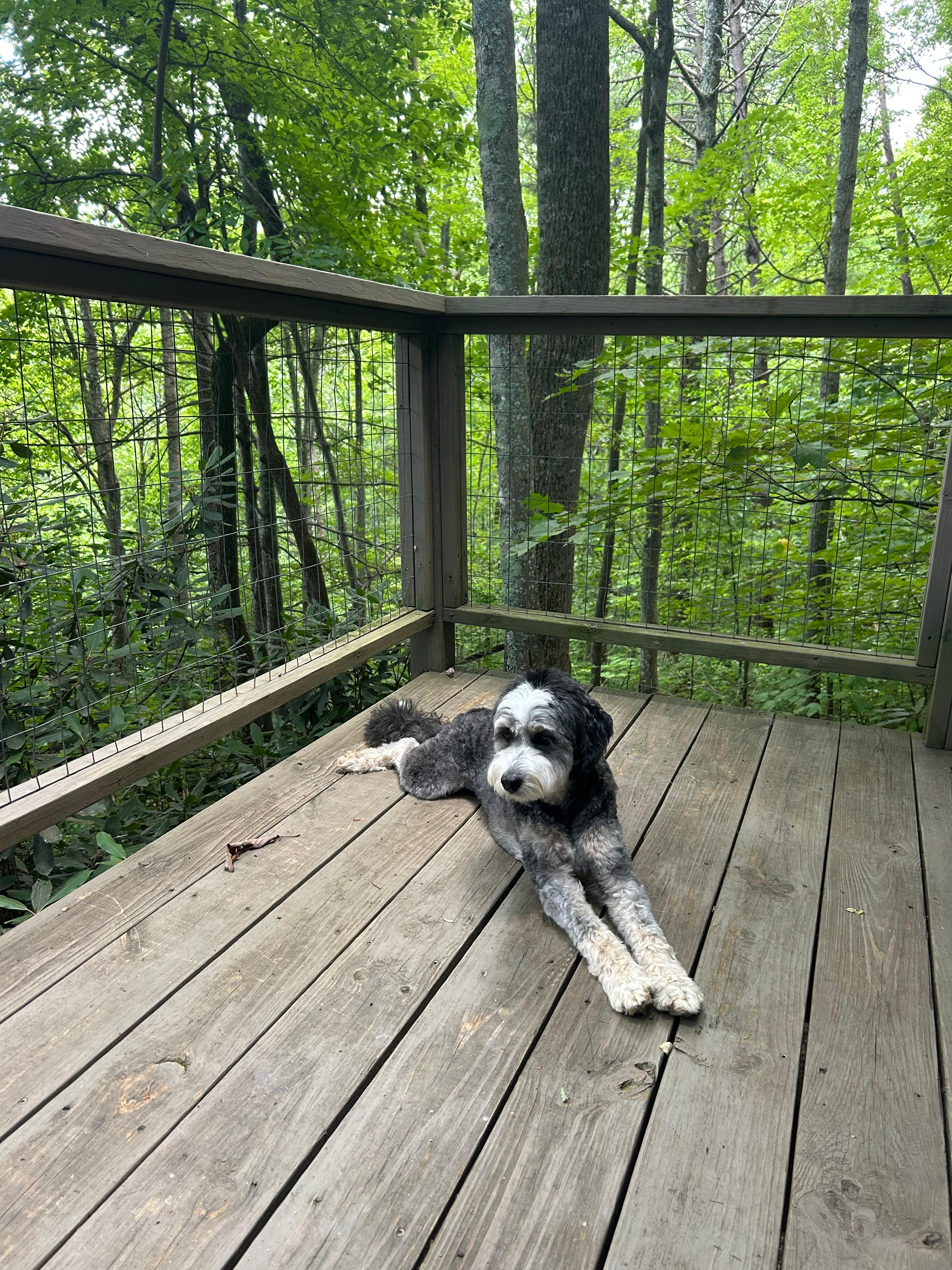Gracie loves the deck! 