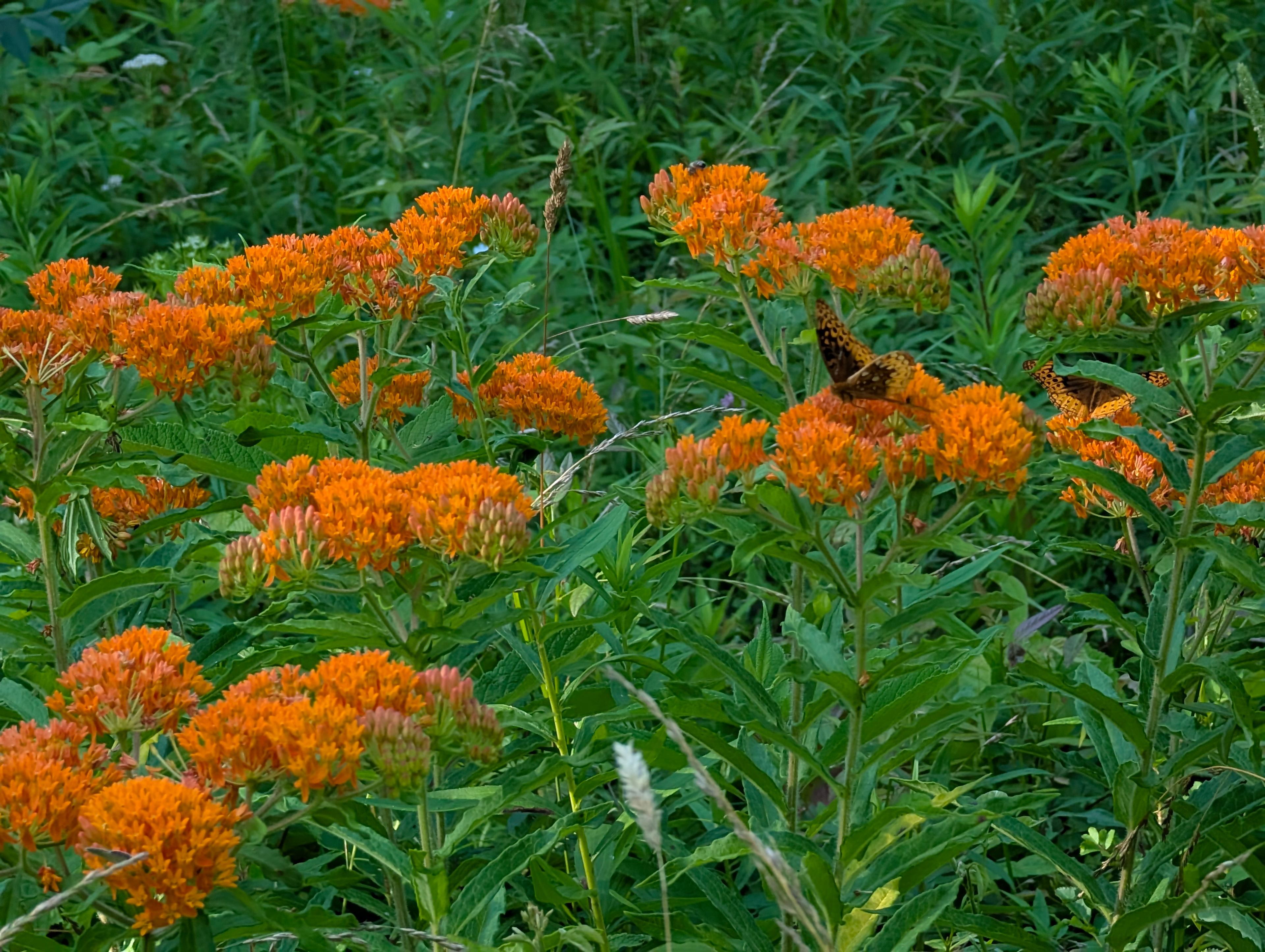 Great spangled fritillary on butterfly weed.