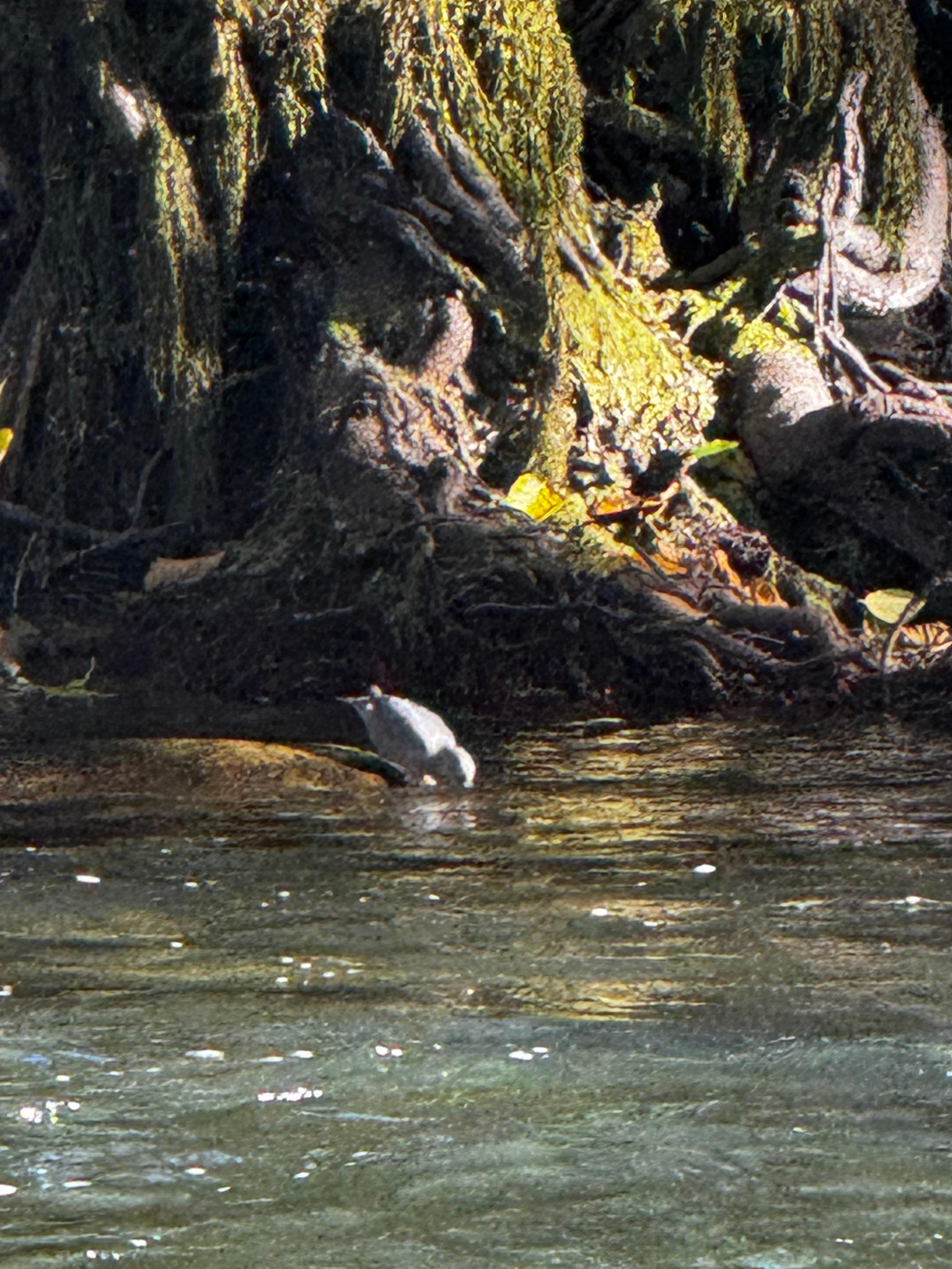 Bogachiel Campground