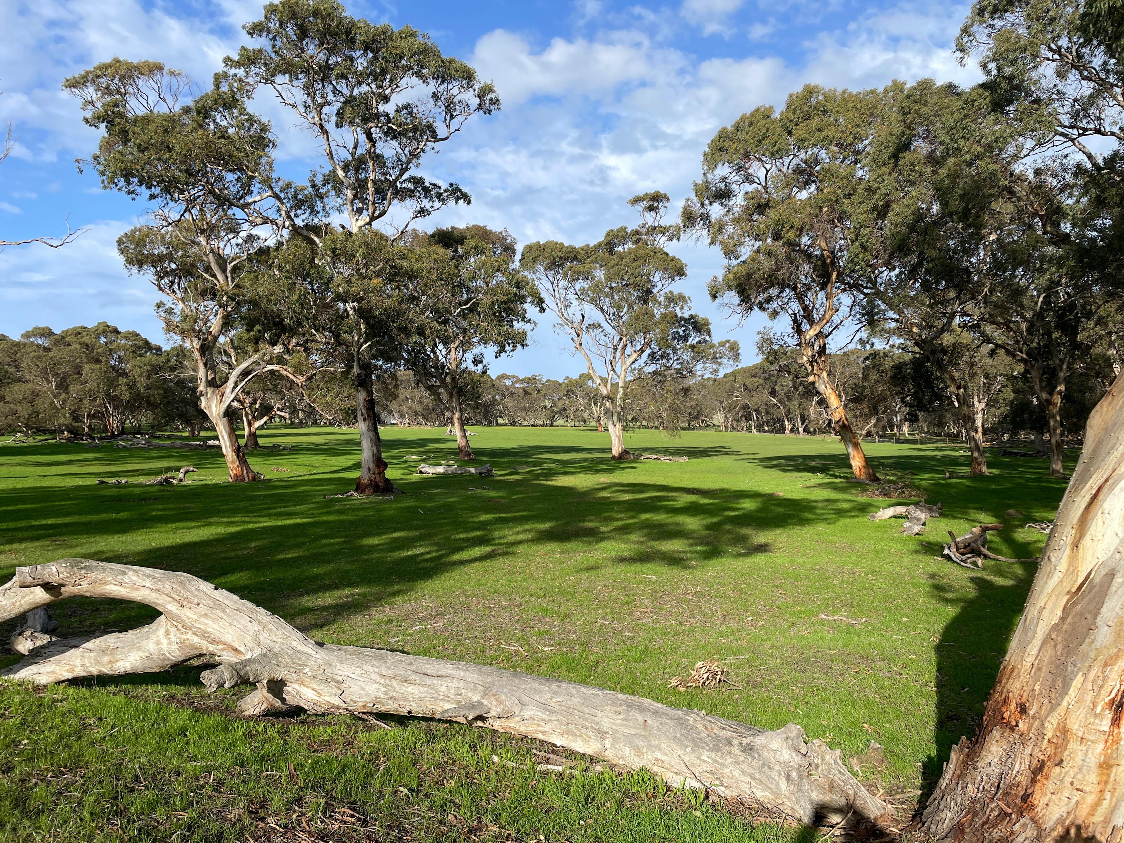 Amberfeld Big Gum Camp