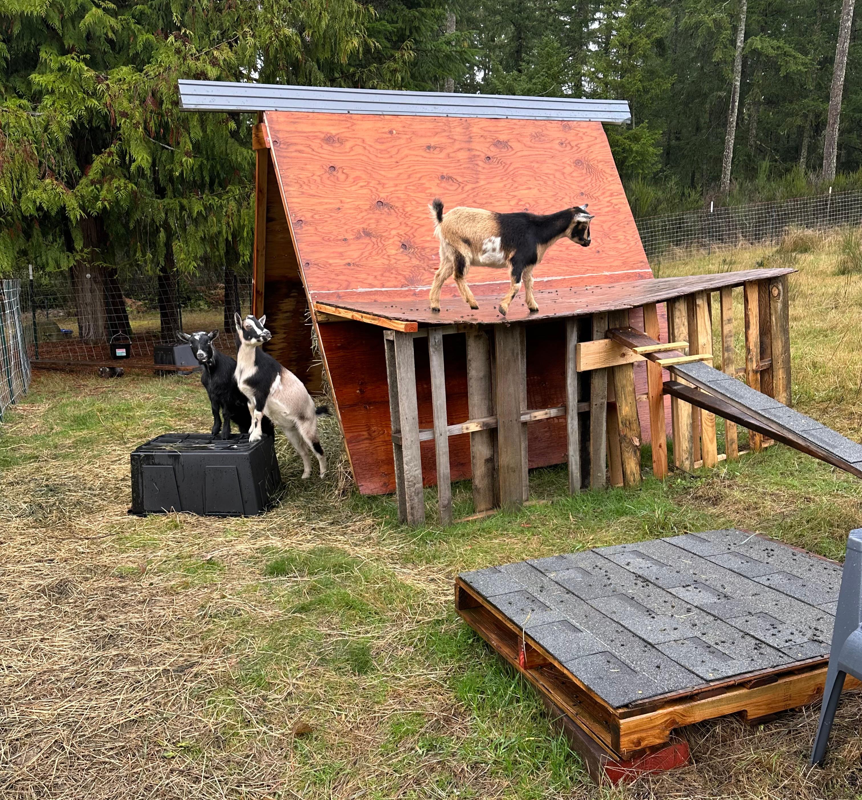 Shindiggin Goat Ranch