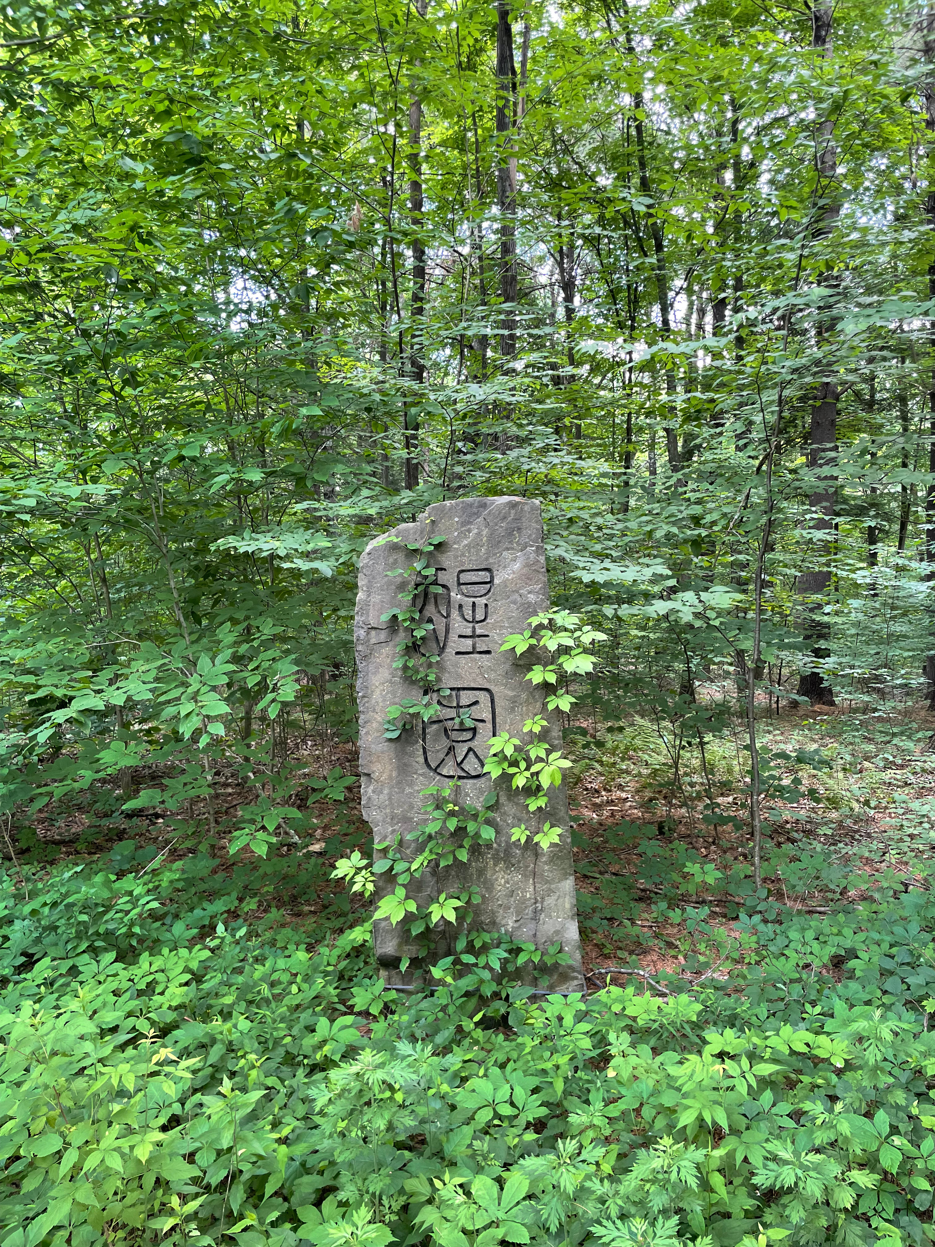 The Awakening Garden