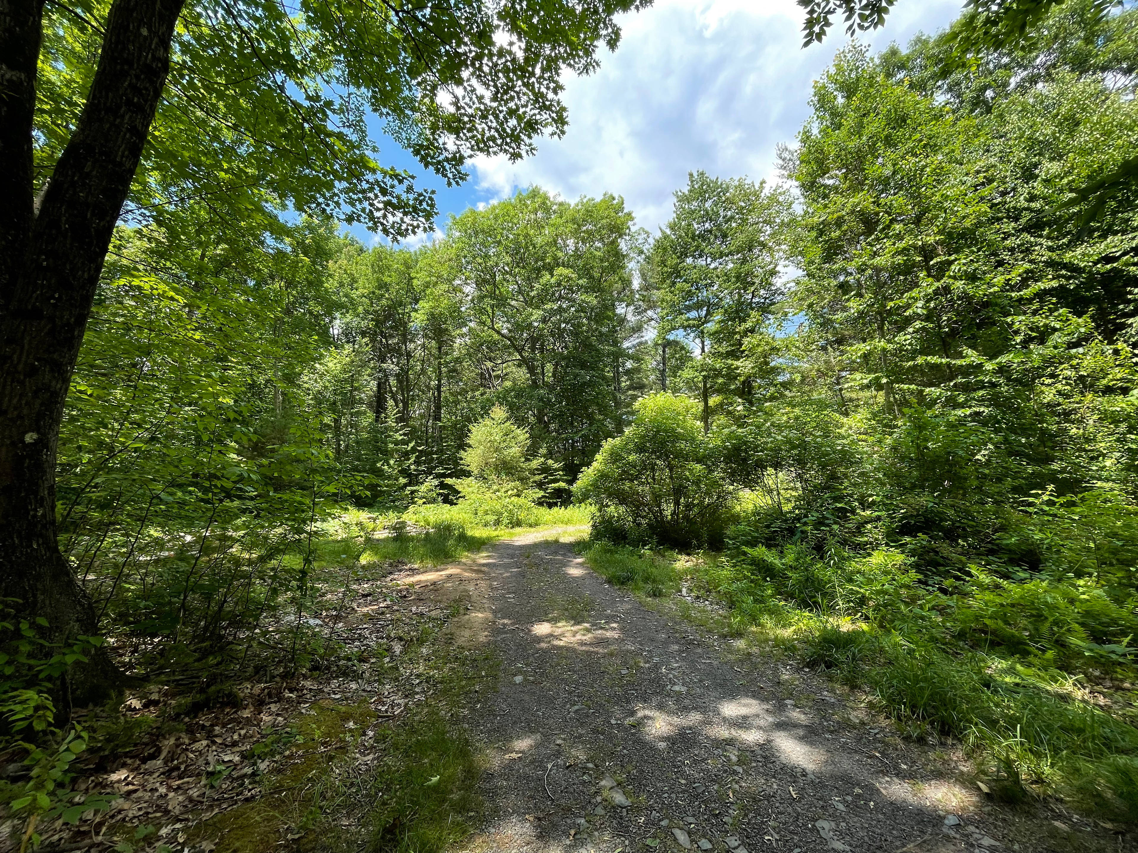 The Awakening Garden