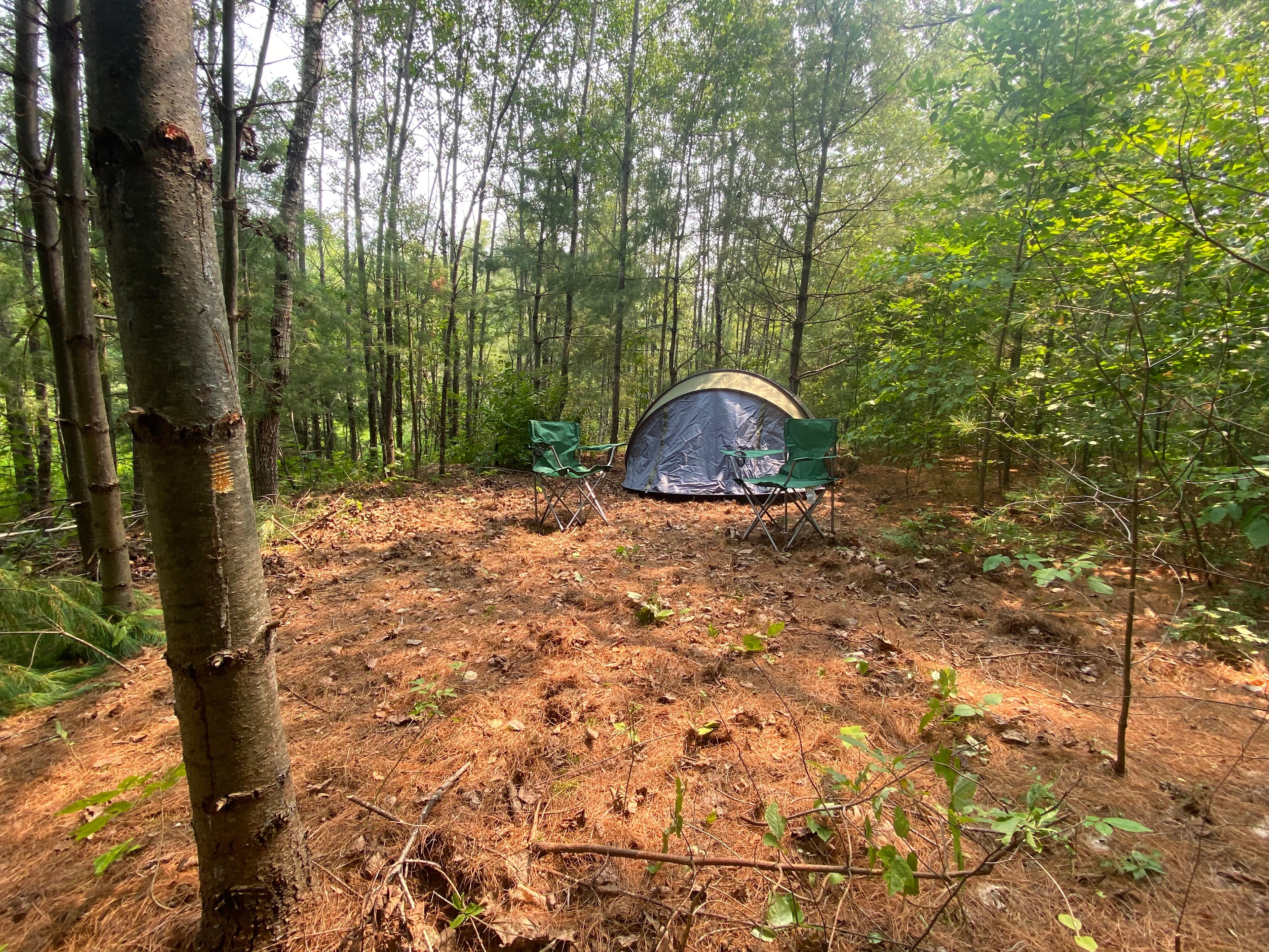 24x18 tent area with a soft pine needle cushioned ground