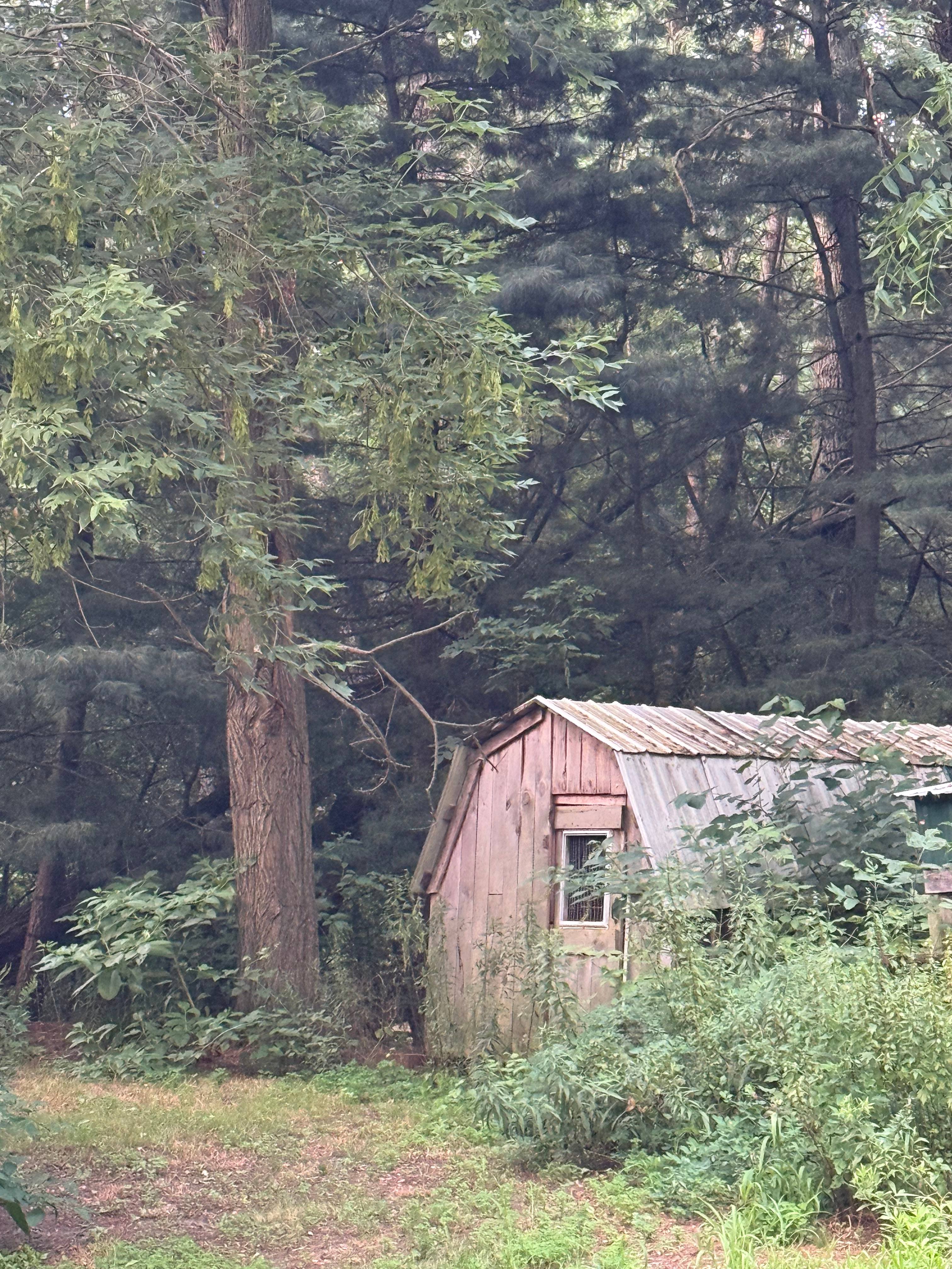 Loved the look of this cabin the in trees 