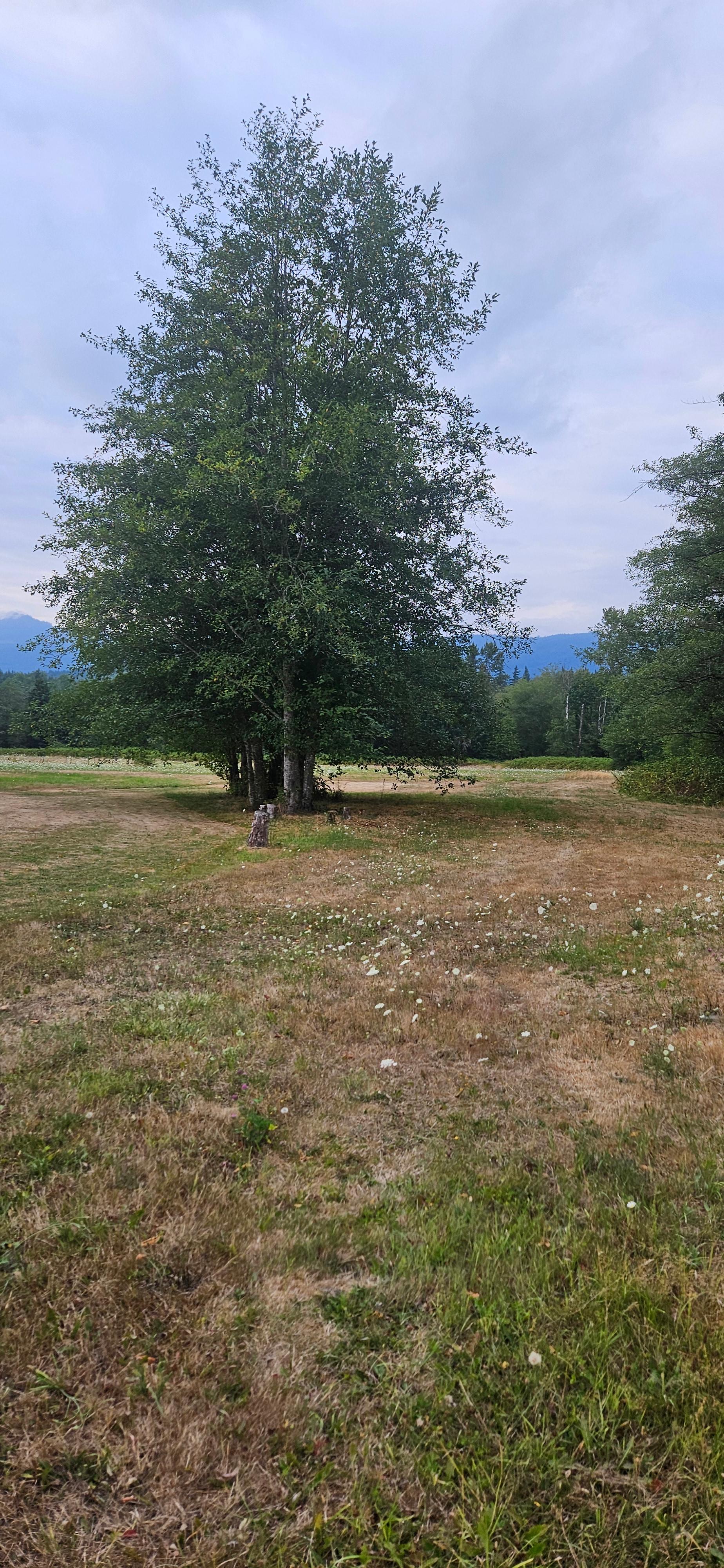 Country Oasis