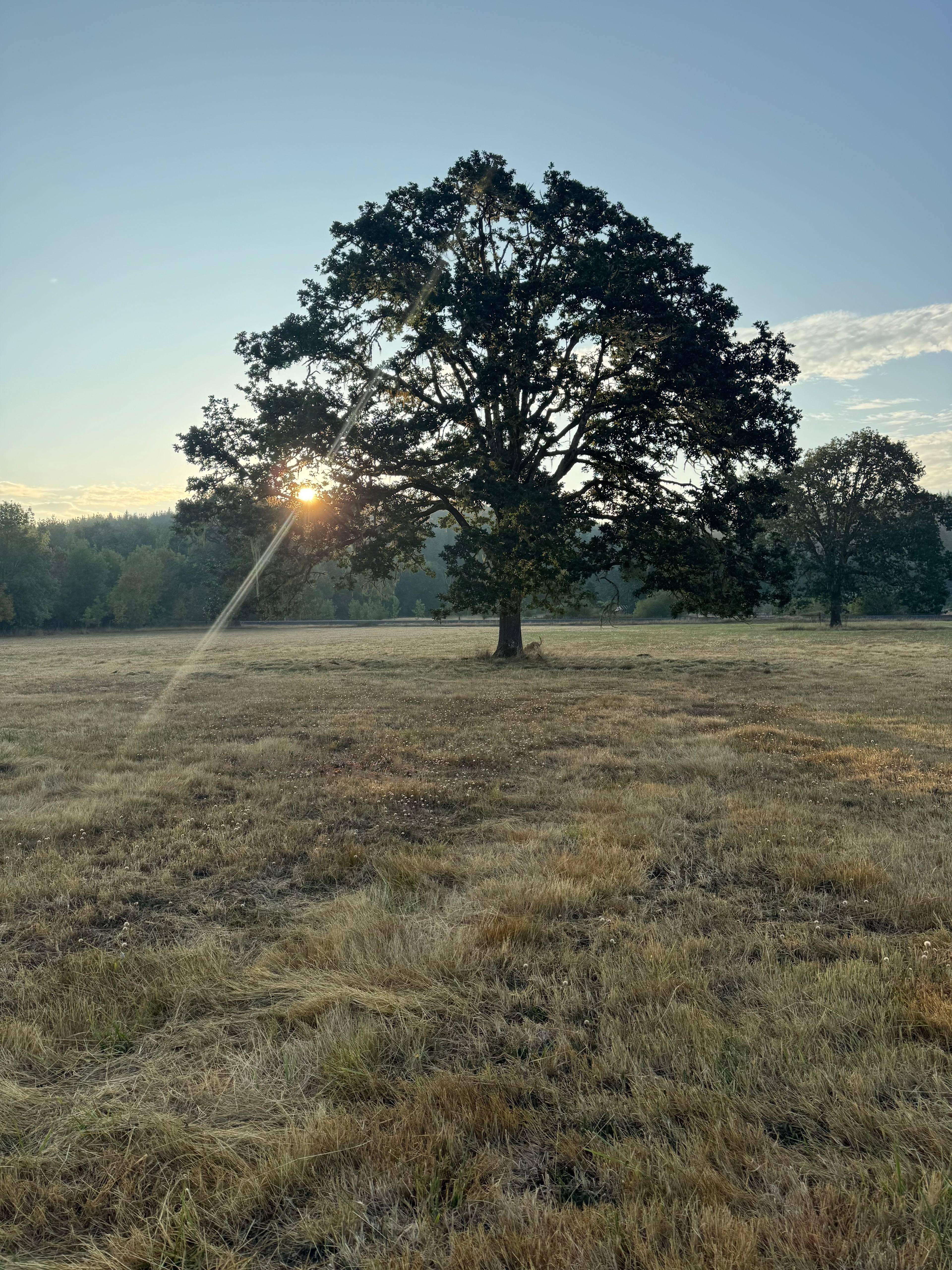 Under the Oak Tree