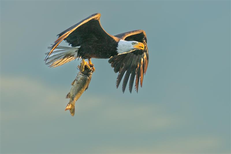 Living Large on Chilliwack River