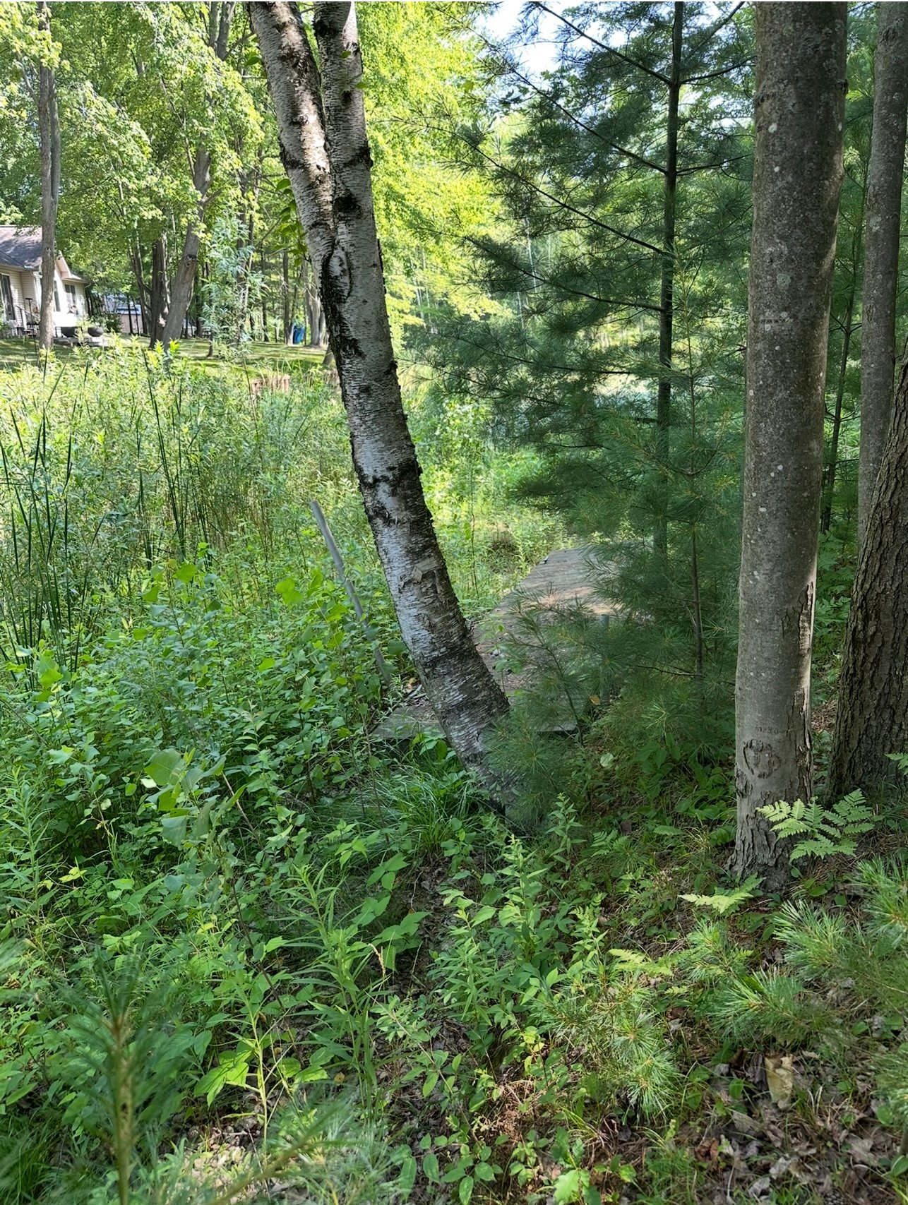 Rustic campsite