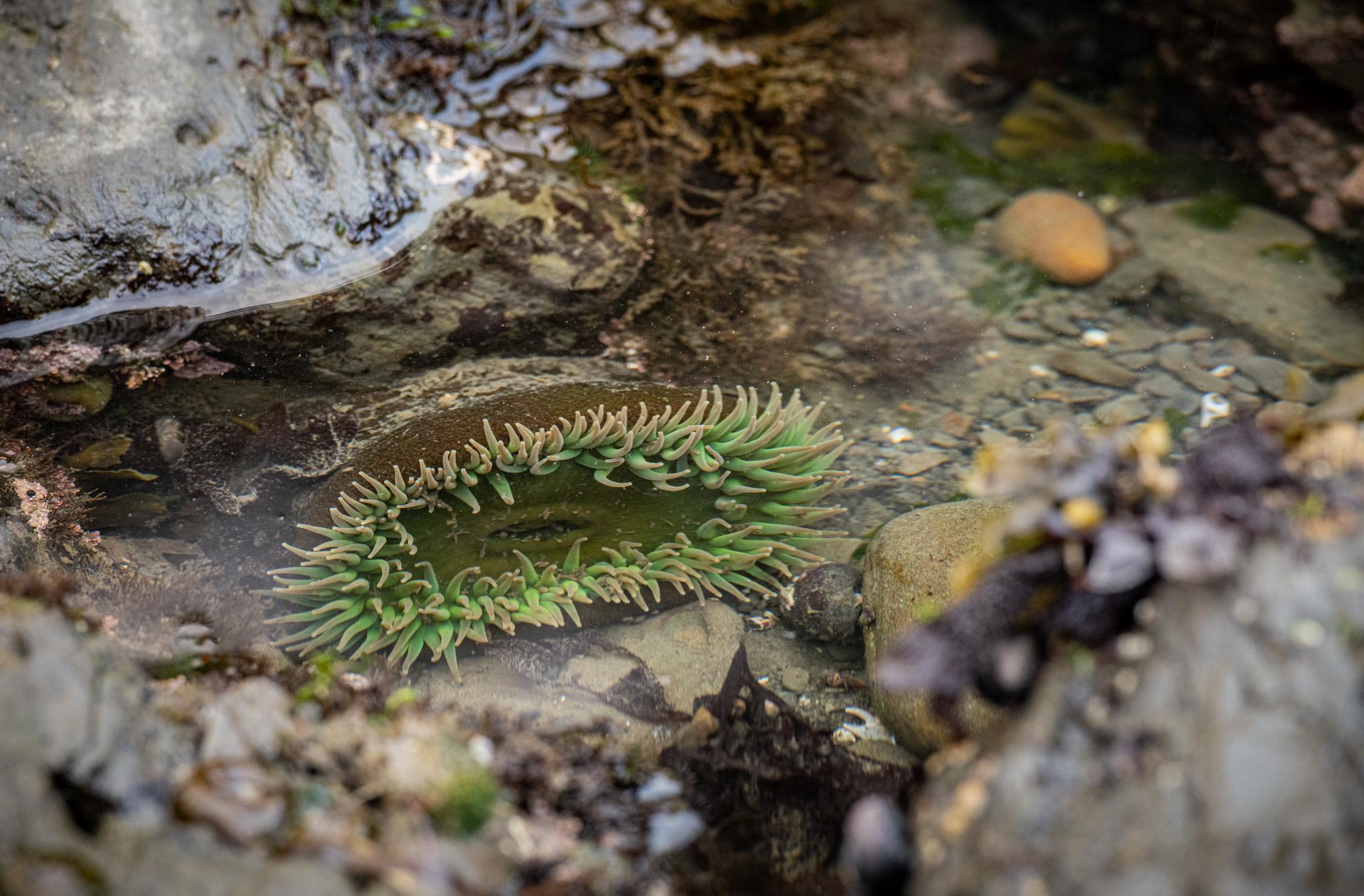 Exploring the sea creatures at low tide