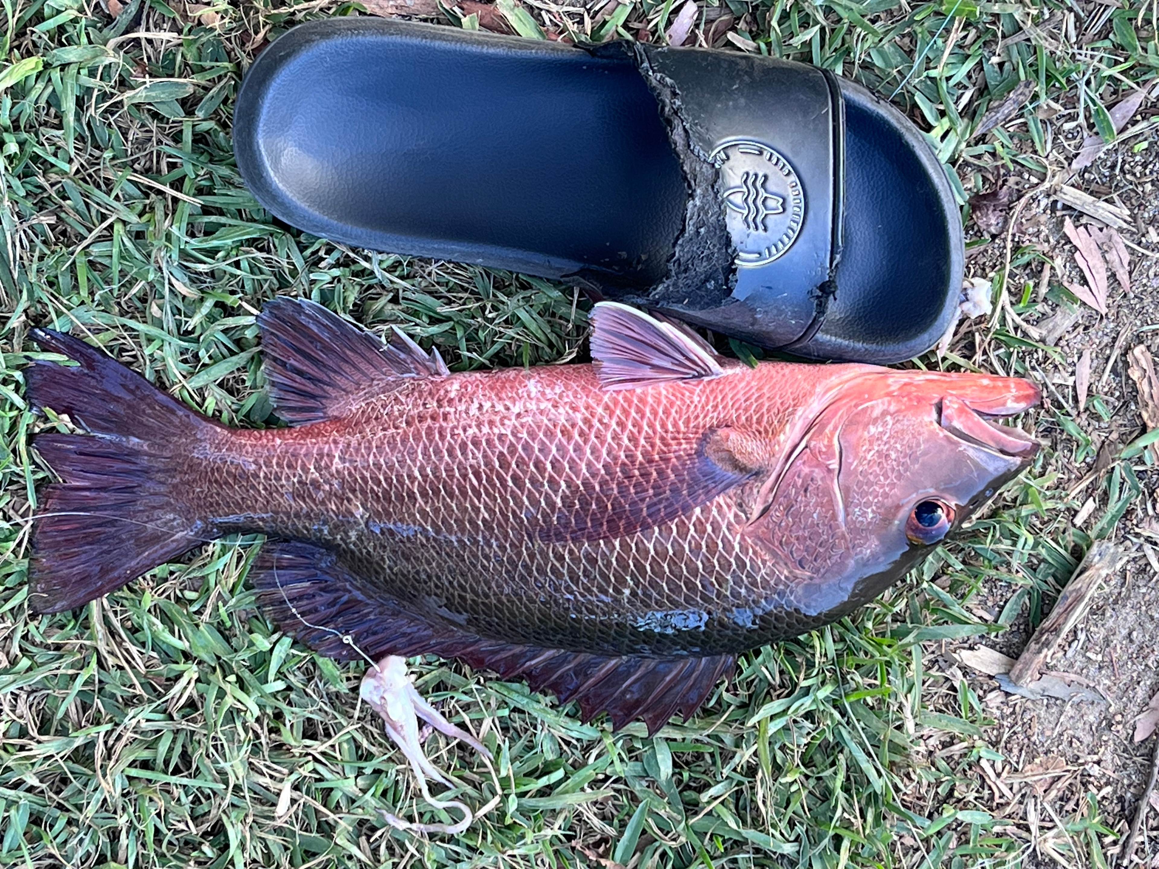 Noosa River Camping at Cooroibah