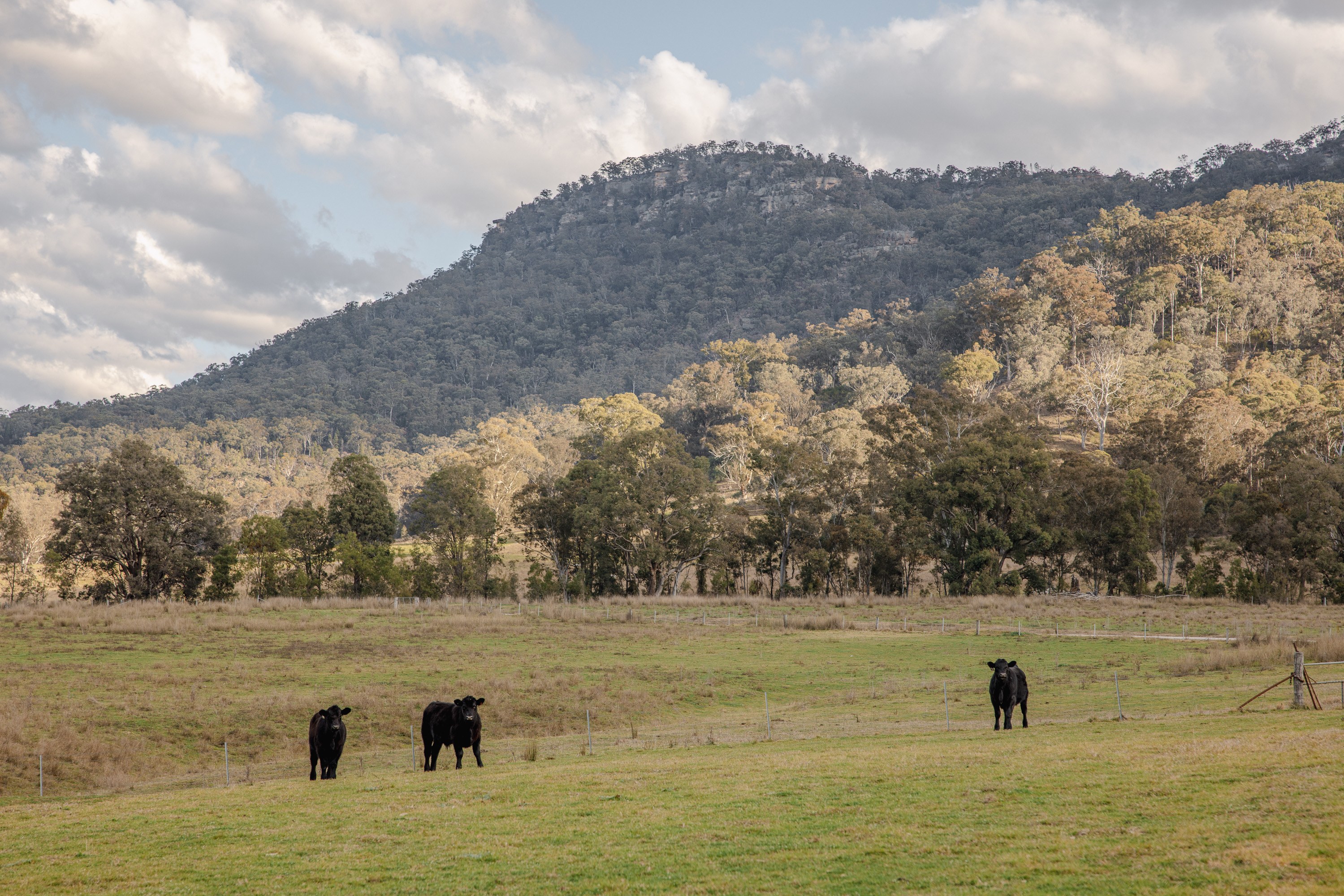 Resident cows