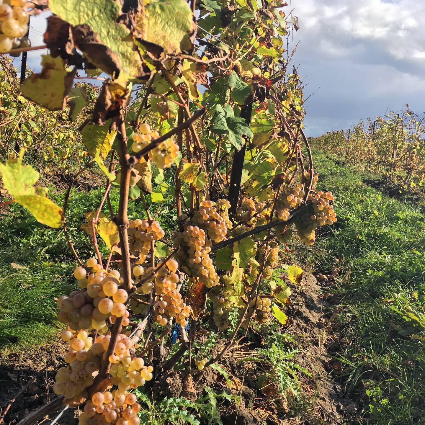 Farm Winery Glamping in Norfolk
