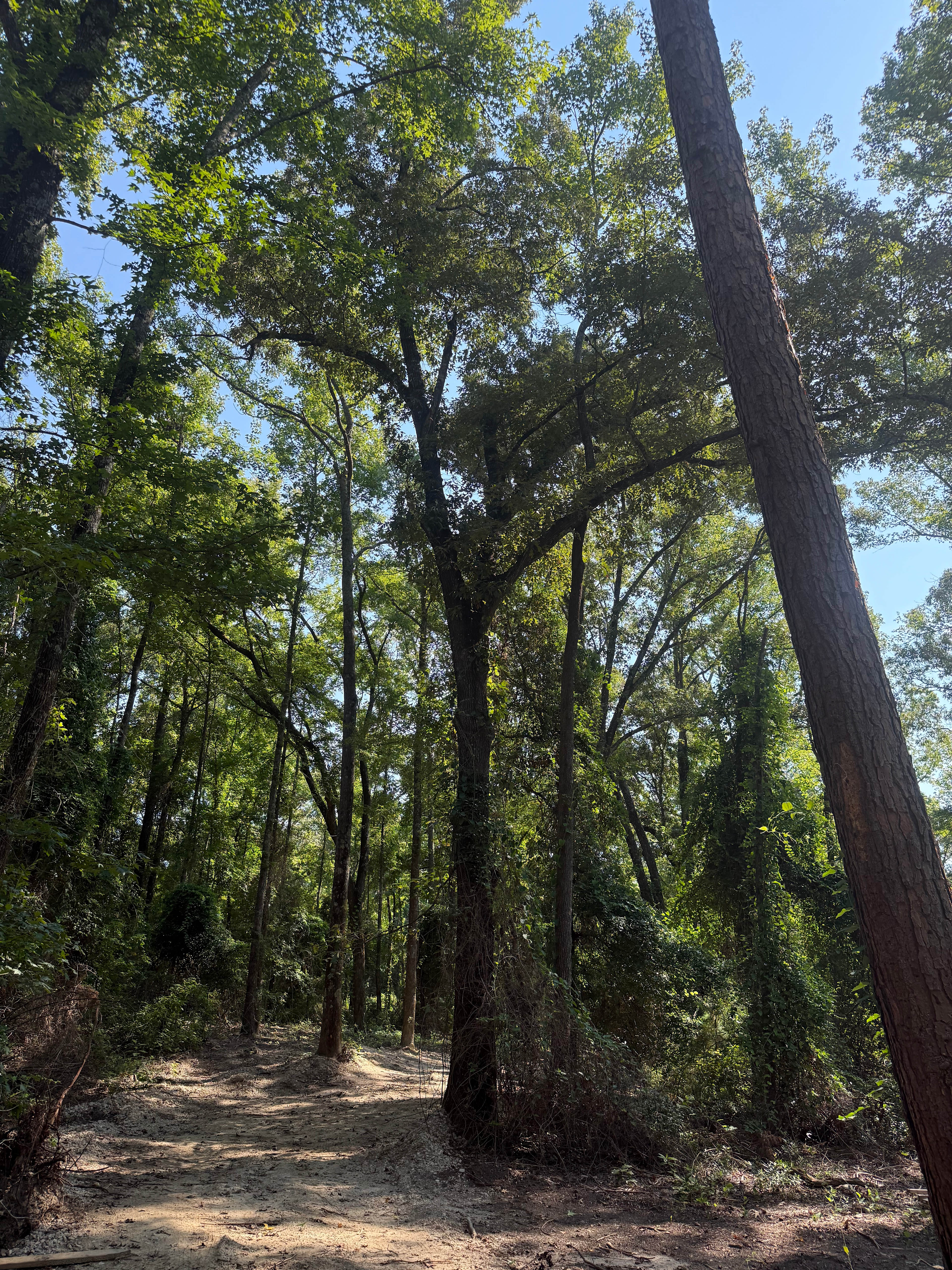 The Big Pine Ranch
