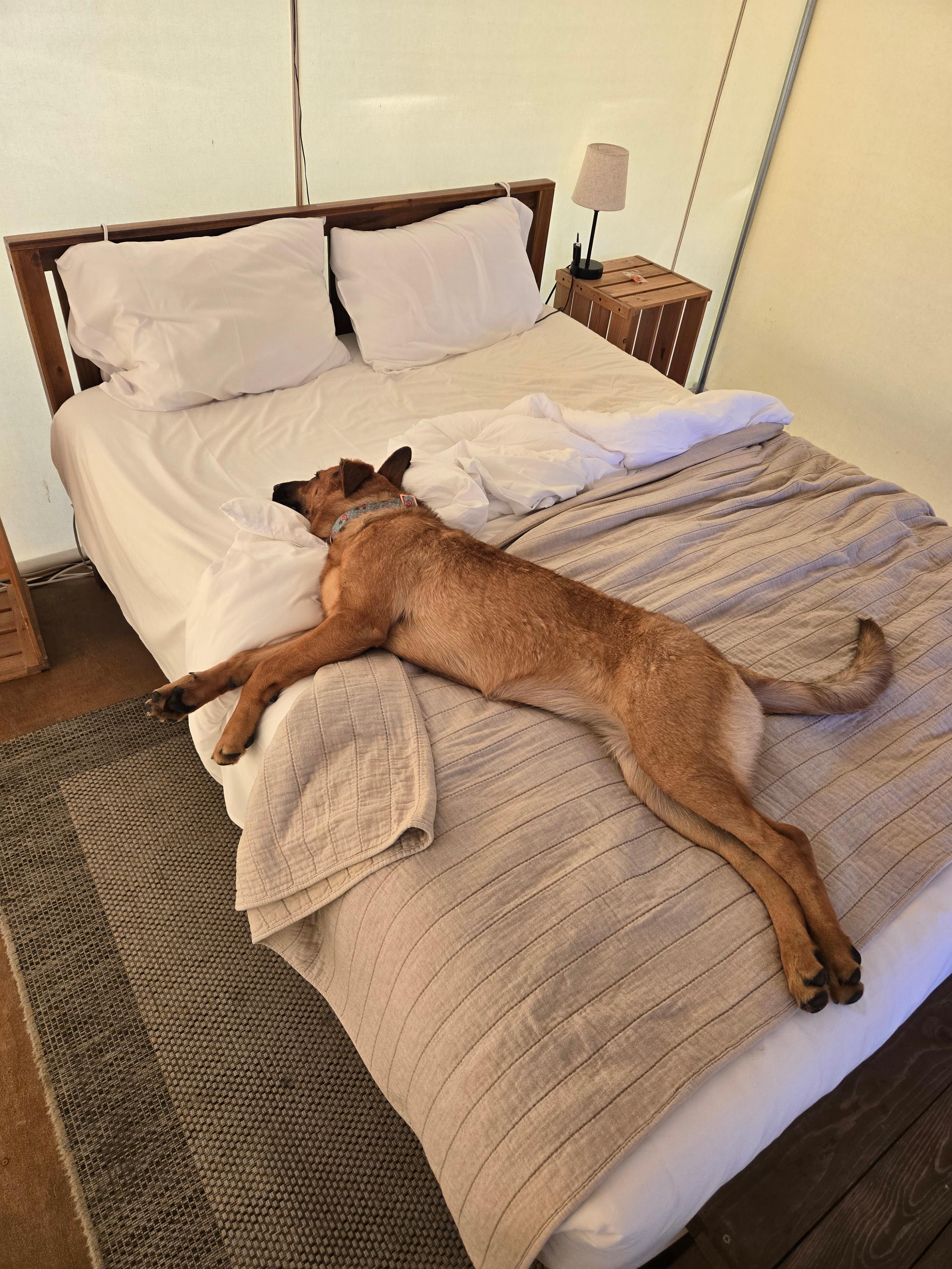 Wildhaven Sonoma Glamping