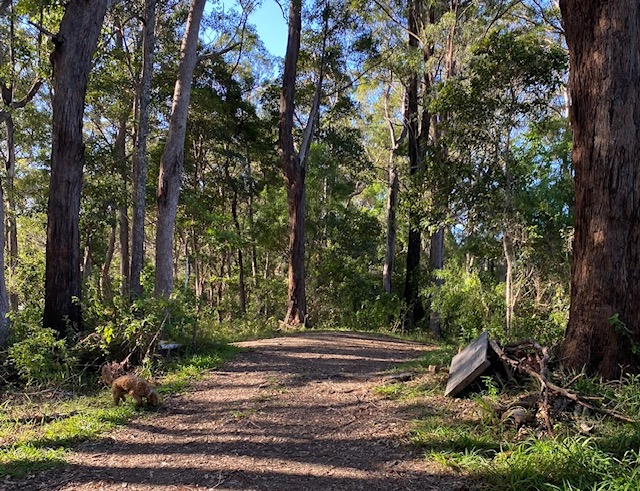Access road to the cabin, through our property