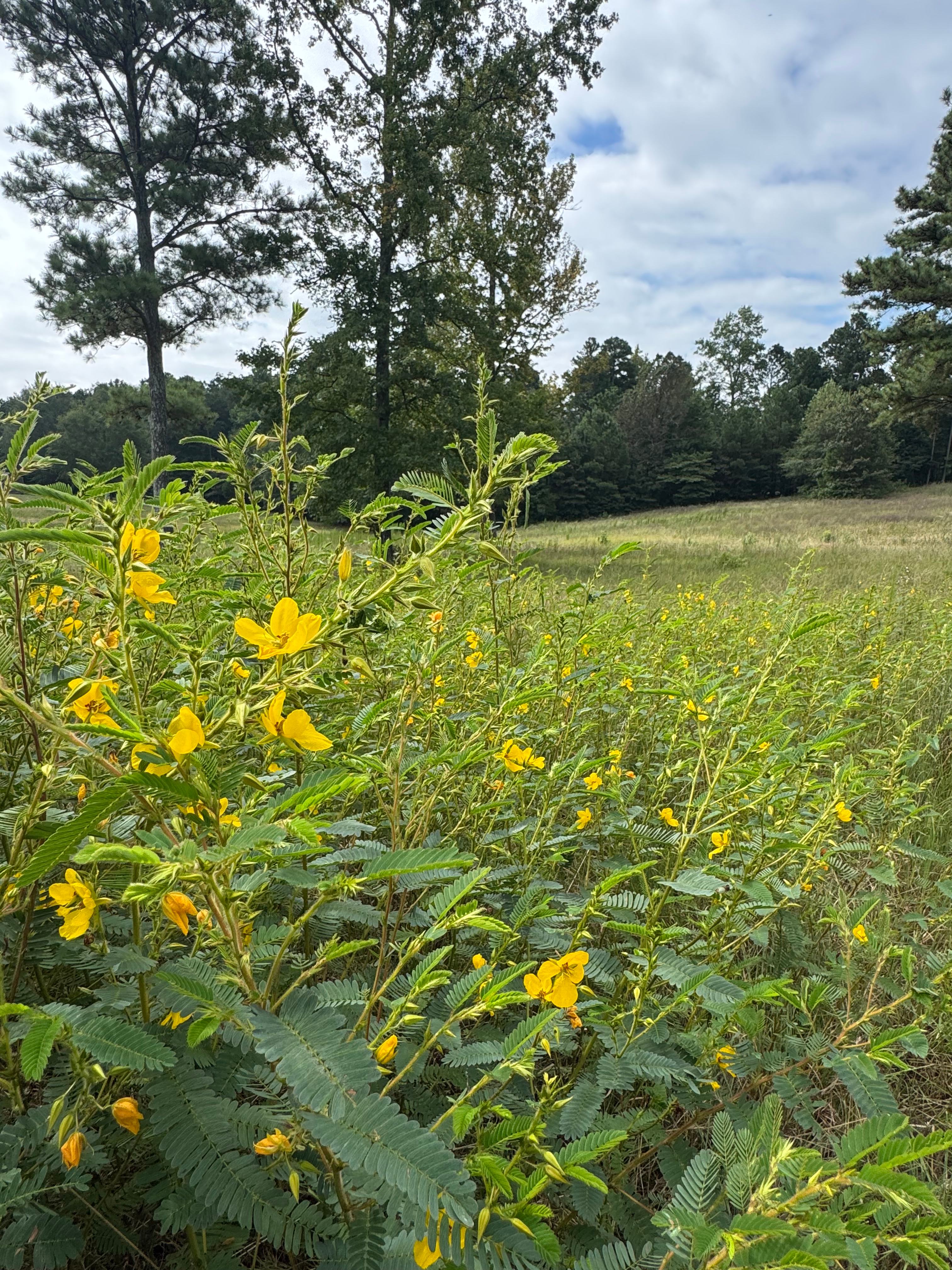 Whispering Meadow Campground