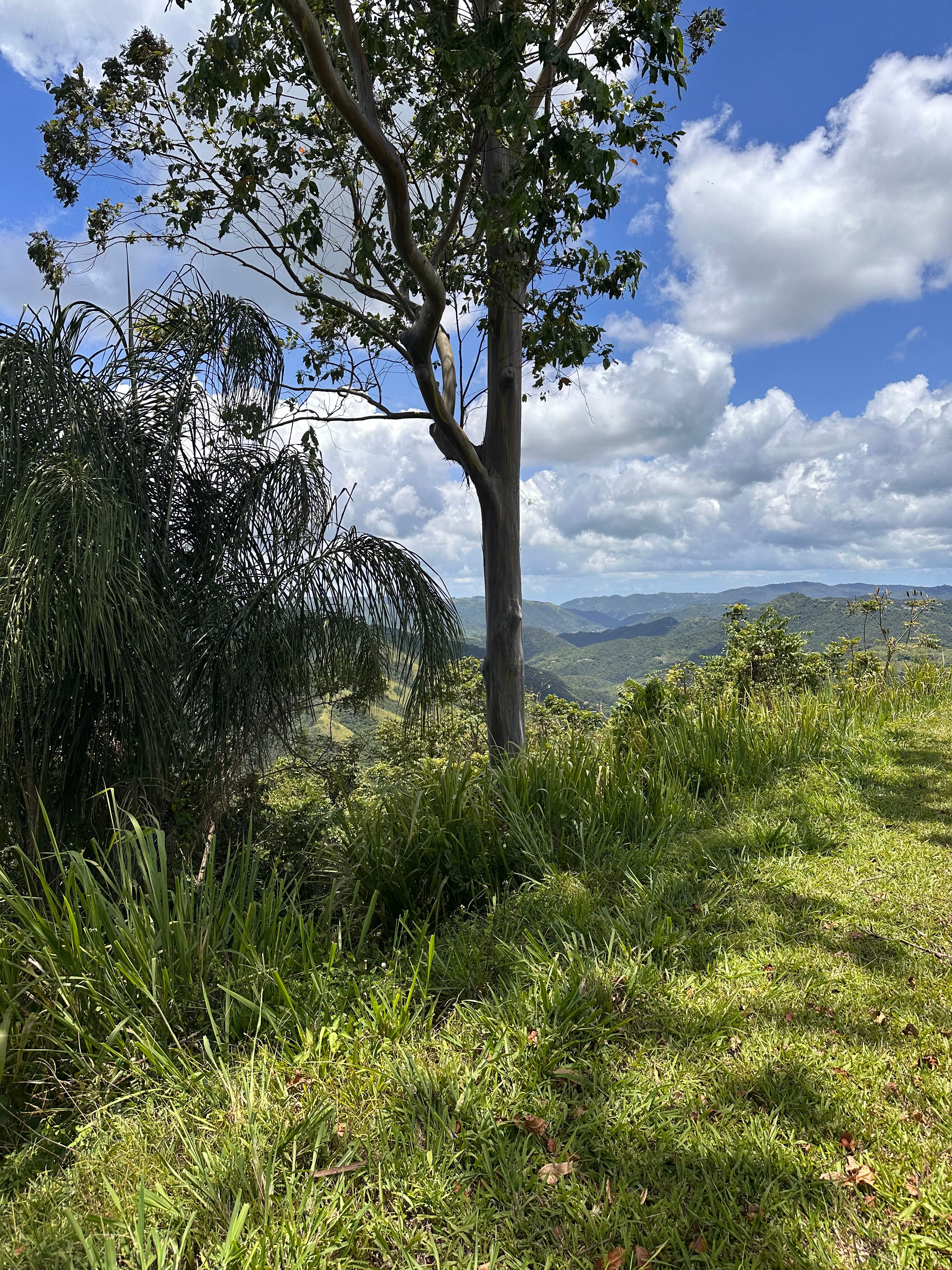 The views
