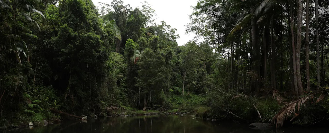 Nightcap National park is on the other side of the creek.