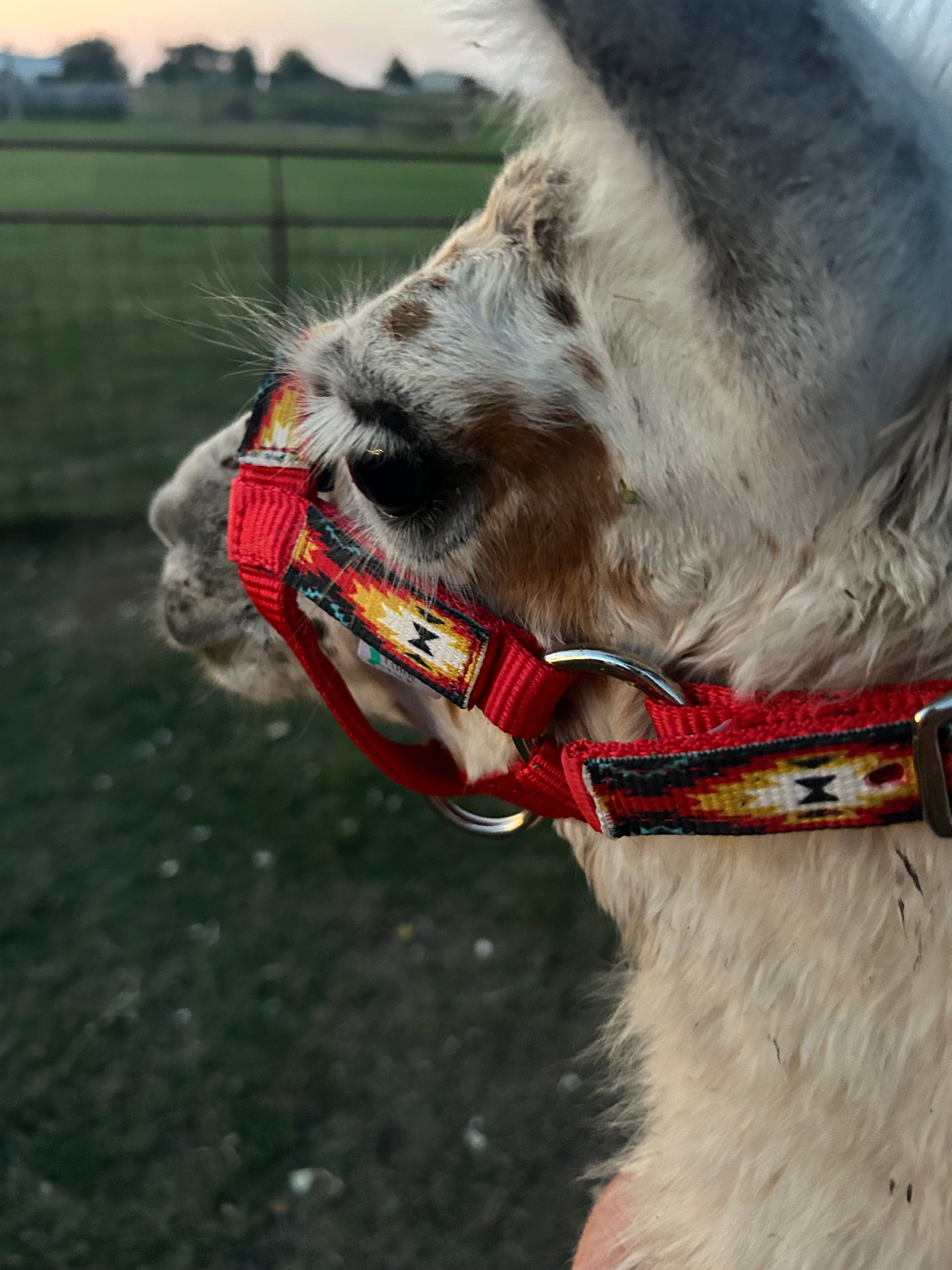 M2 Non-Profit Horse Rescue