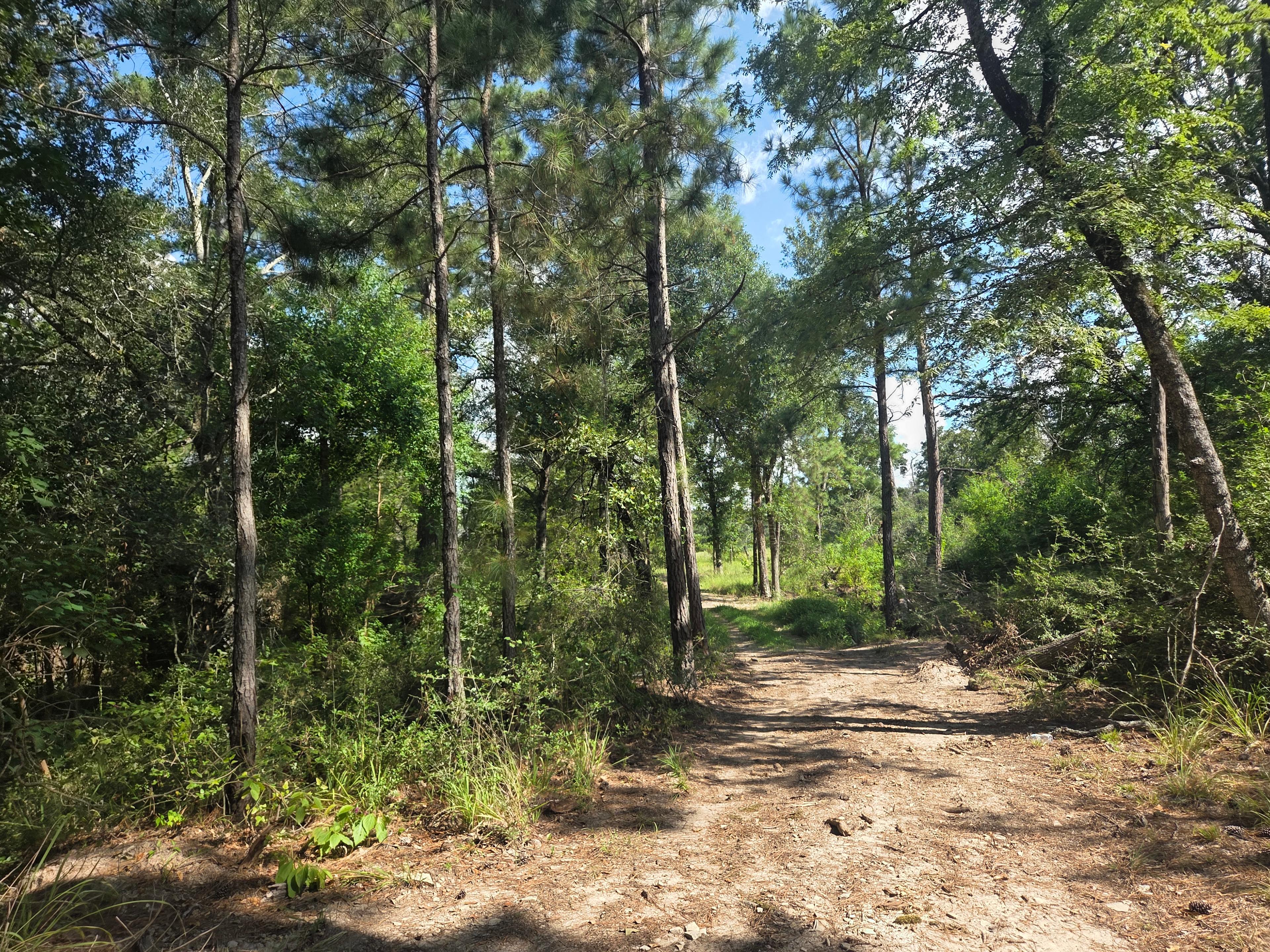 One of the trails that lead to the bigger pond.