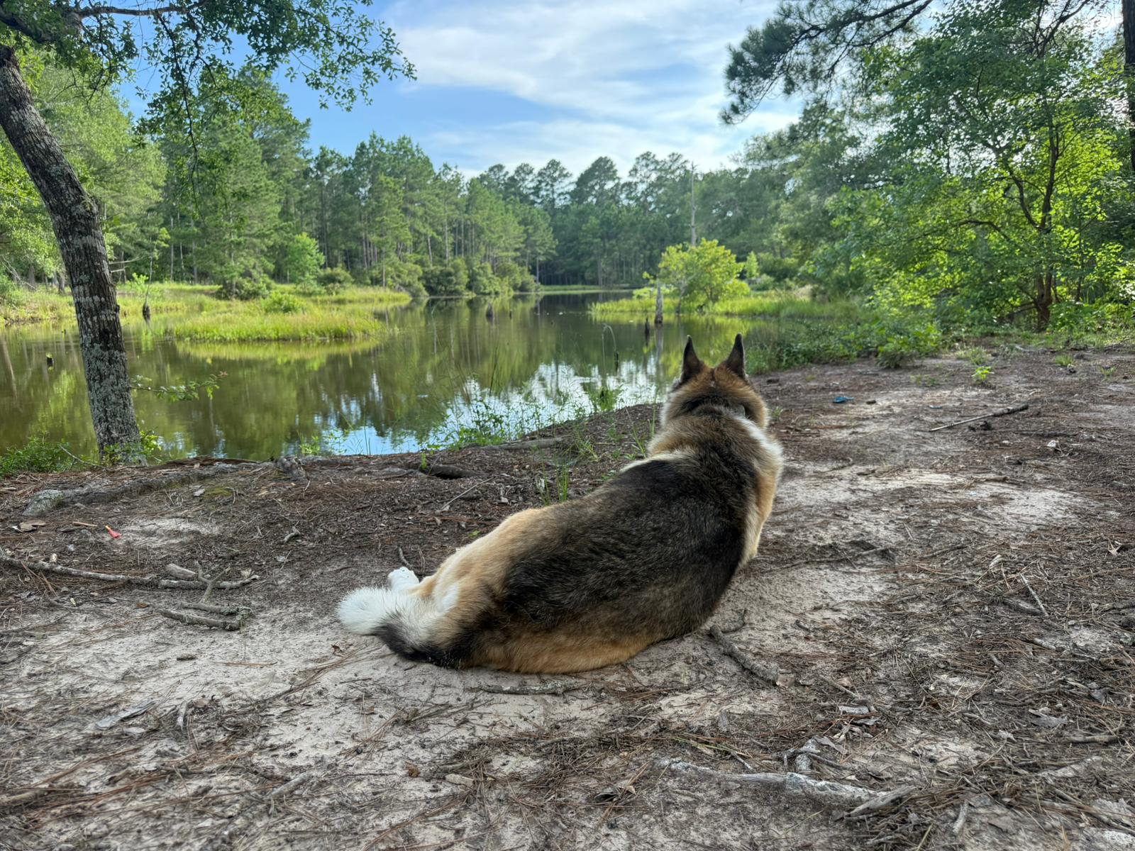 Vibrant Two Ponds Primitive Camping