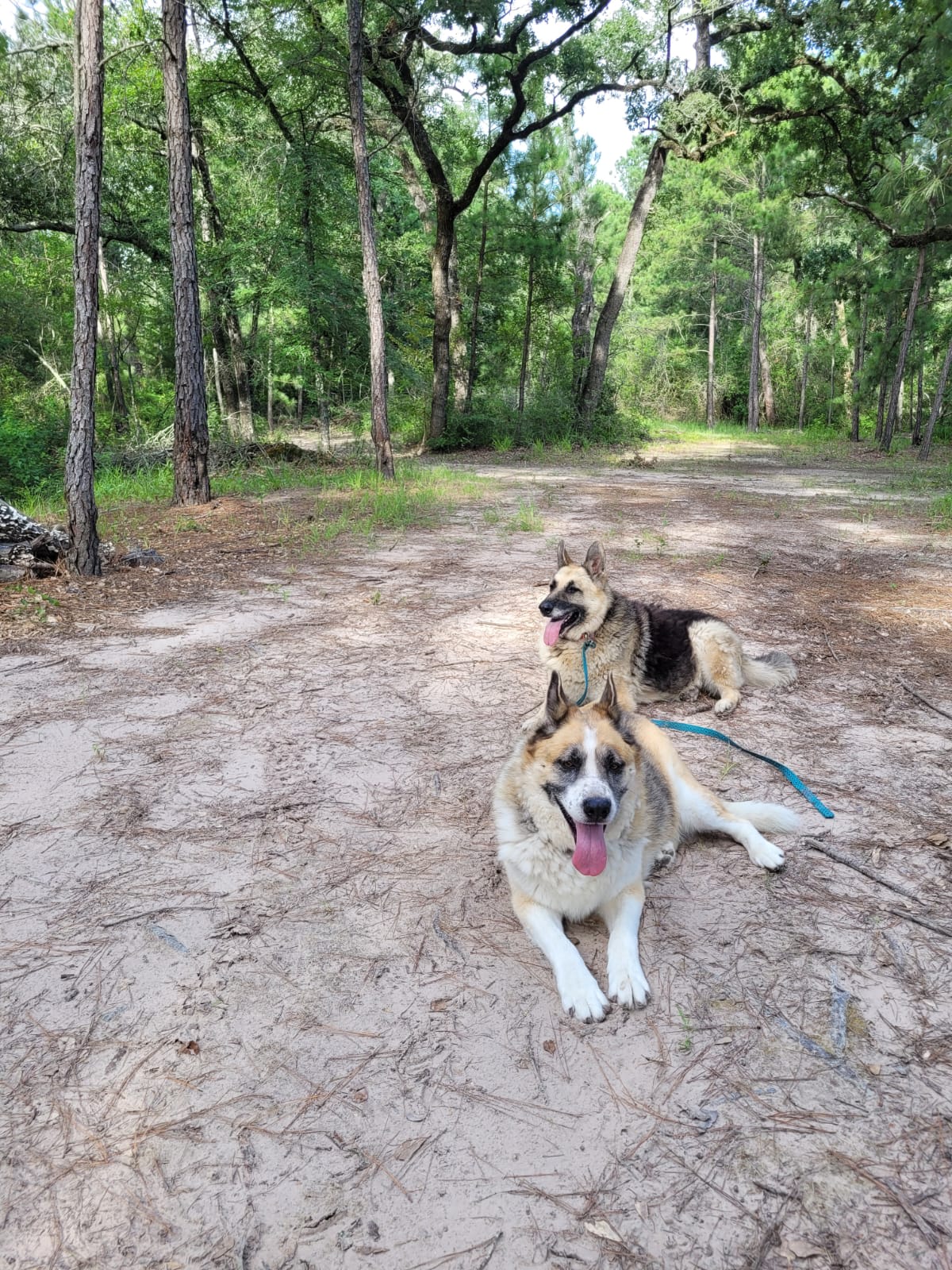 Vibrant Two Ponds Primitive Camping
